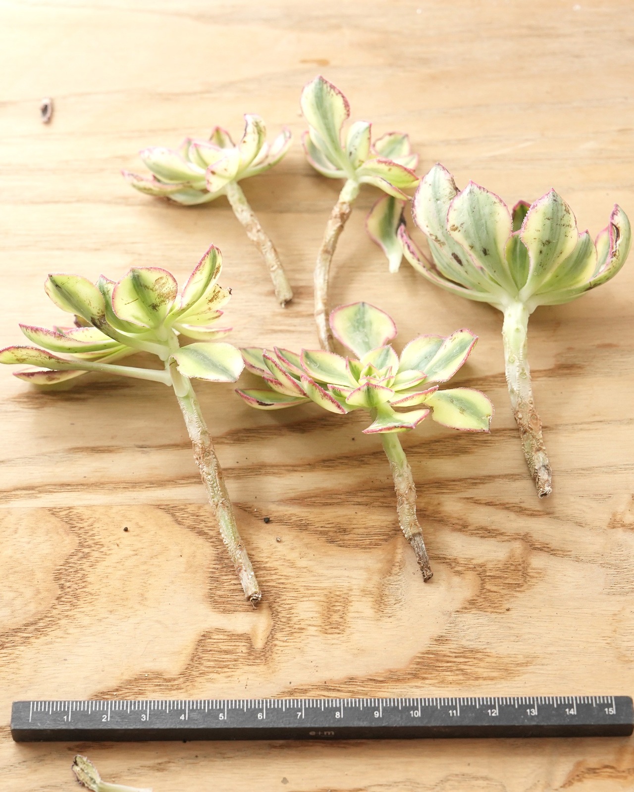 カット苗 アエオニウム 太陽神 サンゴッド ミニ株 Aeonium 'Sun God'