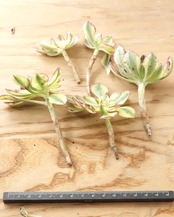 カット苗 アエオニウム 太陽神 サンゴッド ミニ株 Aeonium 'Sun God'