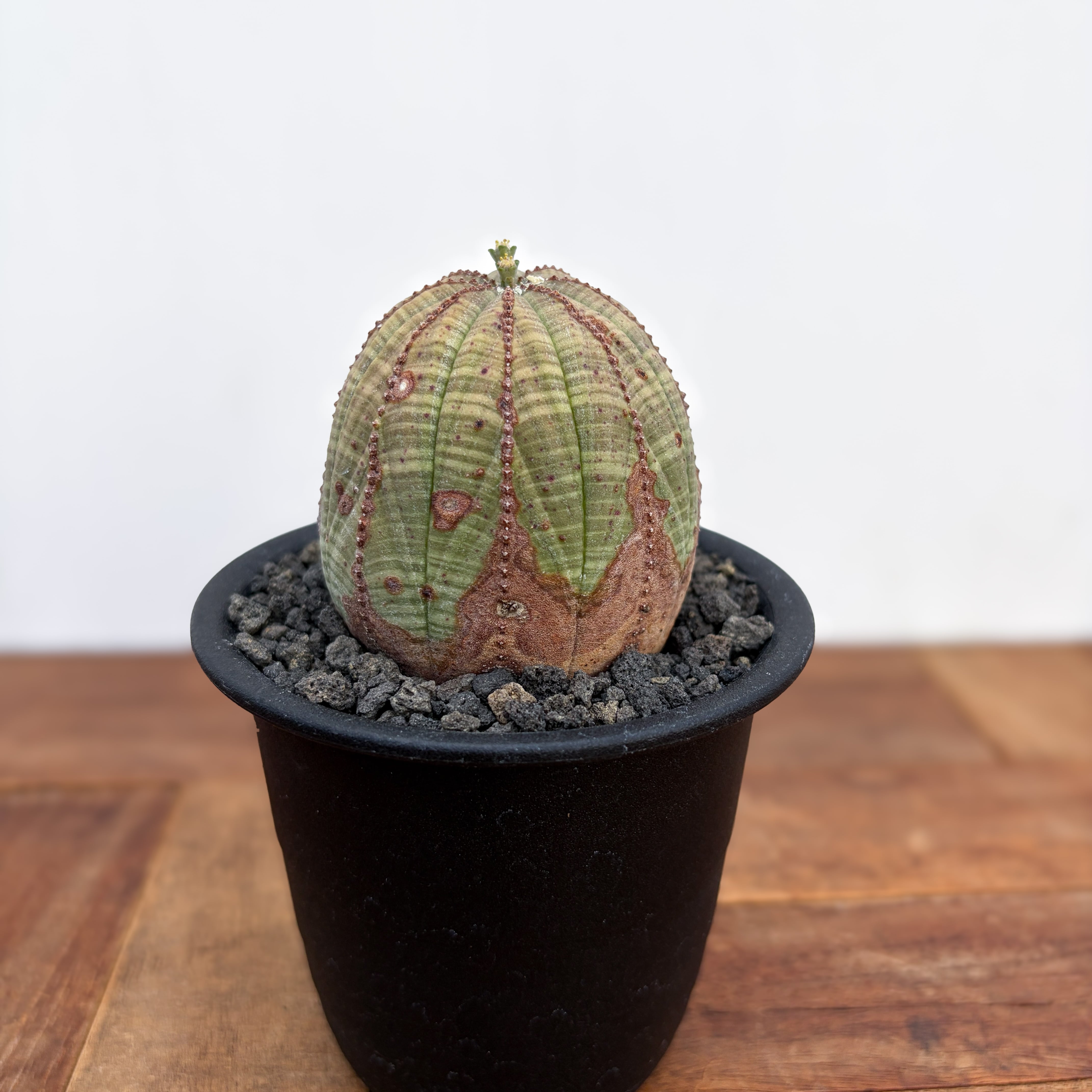 Copiapoa alticostata【コピアポア・アルチコスタータ・実生】 | PAY ID