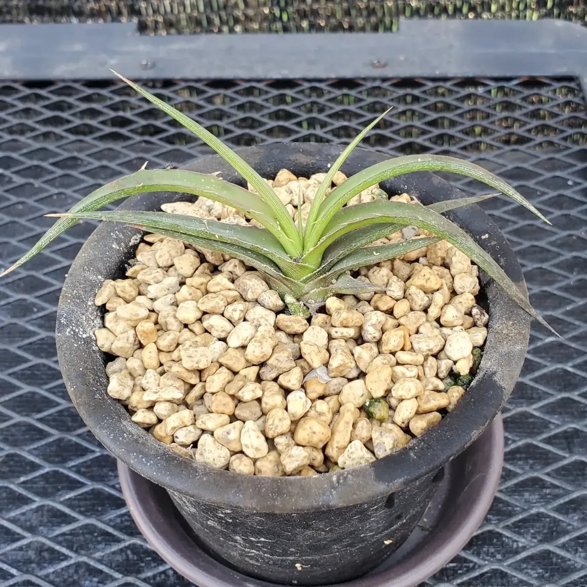 原種その他 | レアプランツ通販サイトPlants Maniax（プランツ