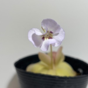 ピンギギュラ(ムシトリスミレ) 朧月　P.agnata×P.rotundiflora