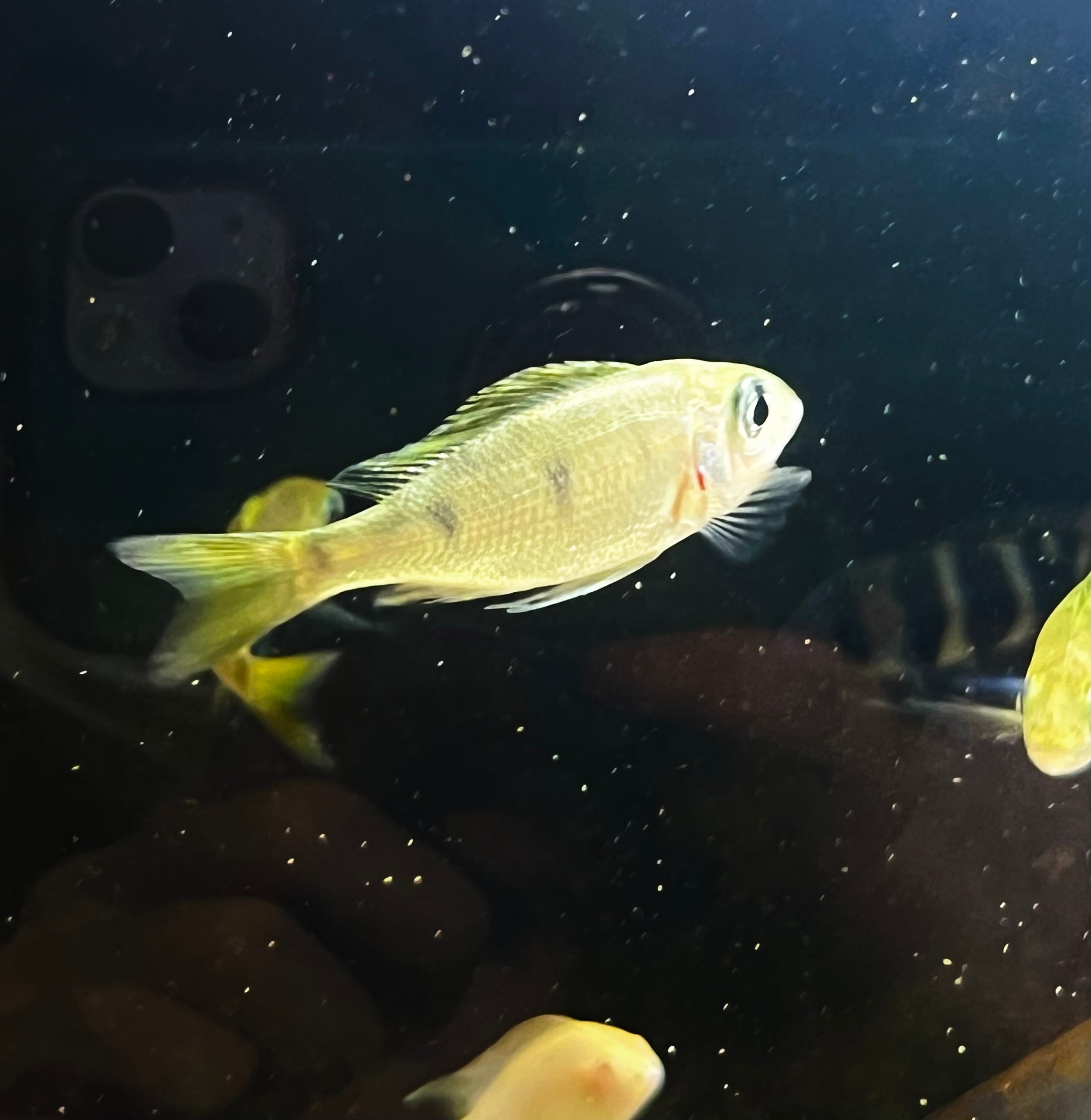 電気暖炉 Dimplex CLB20J 参考価格：65,000円 Ophthalmotilapia nasuta 