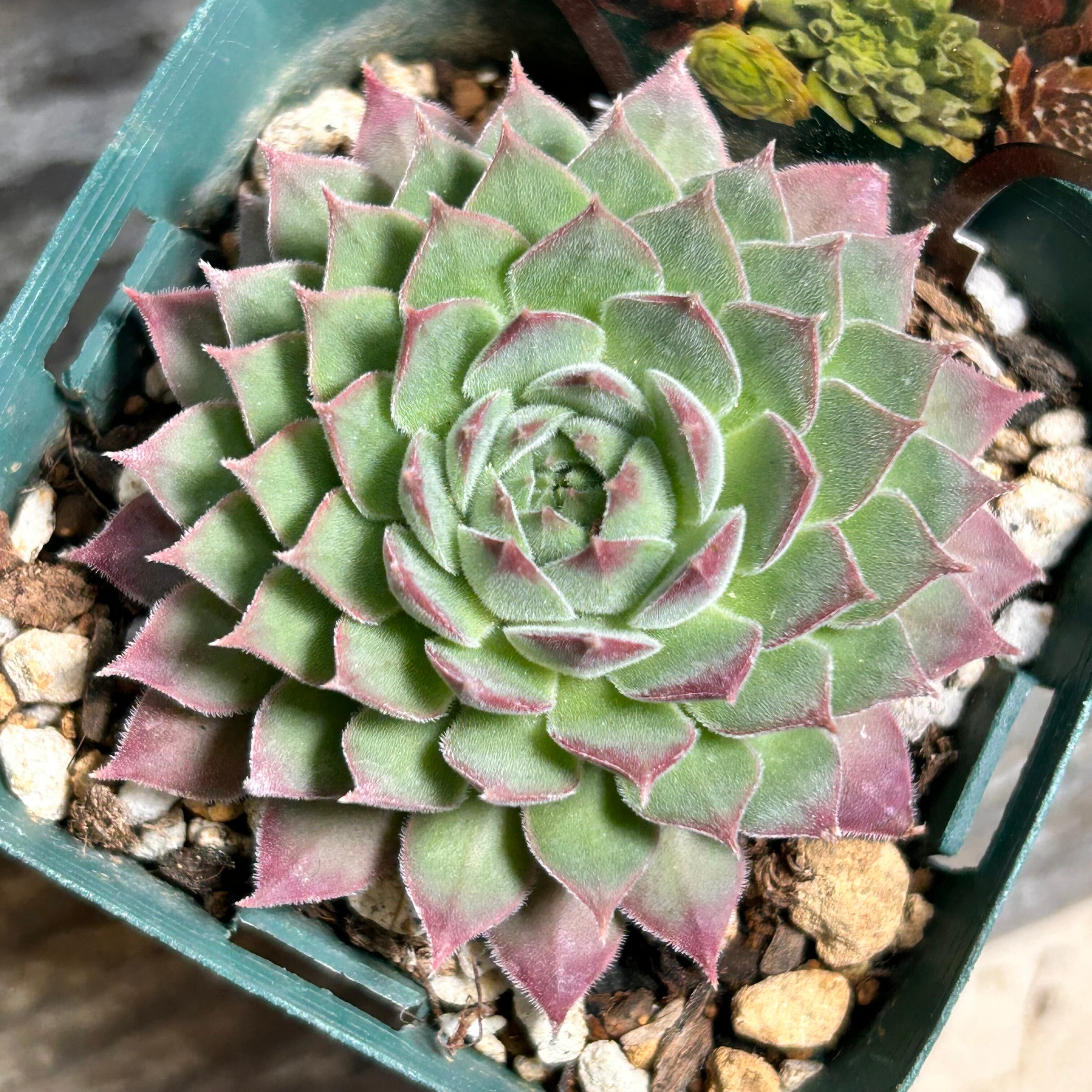 センペル | RuPo 多肉植物専門店