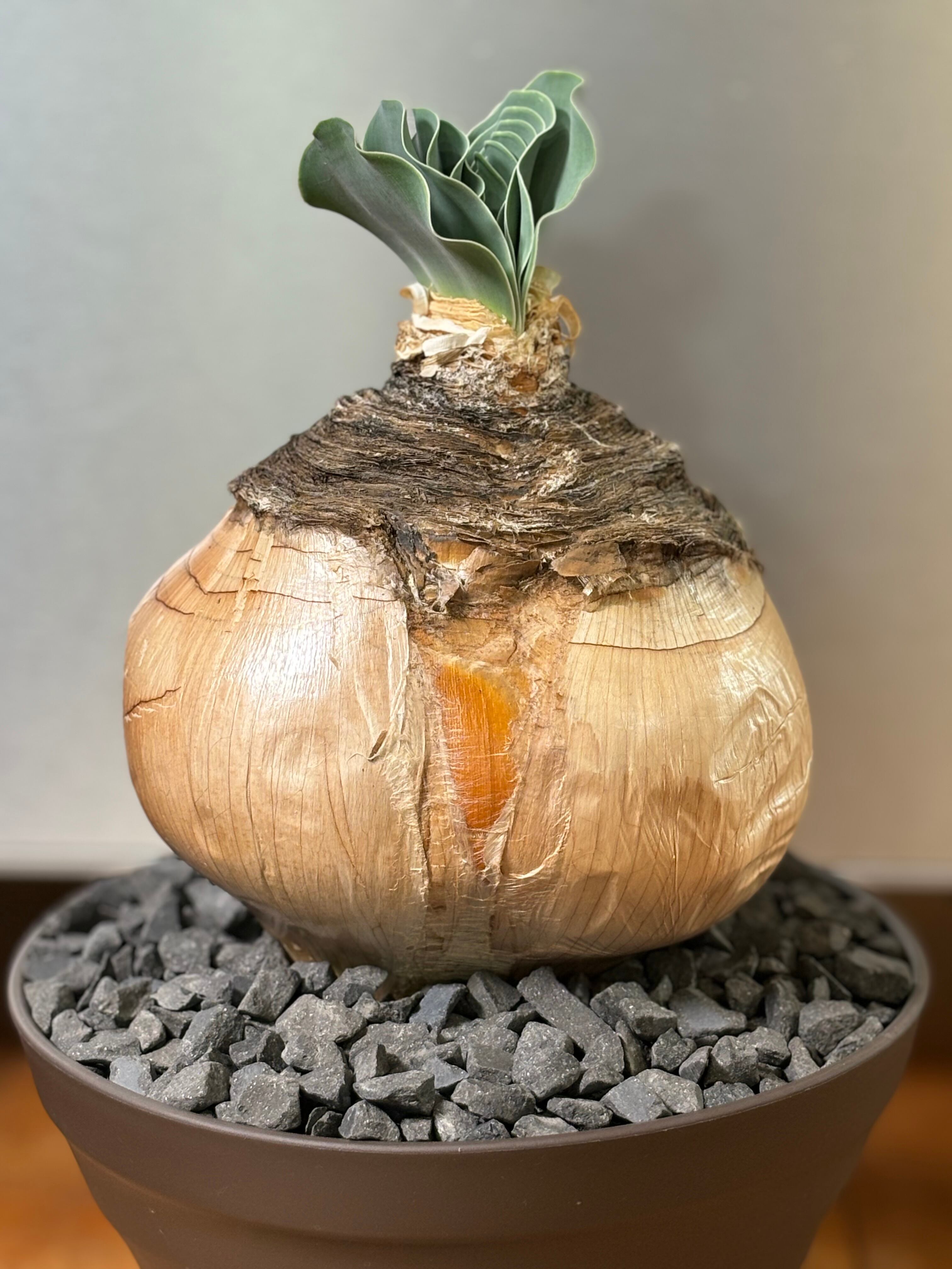 希少 3頭 ブーファン ハエマンソイデス 塊根植物（boophane  