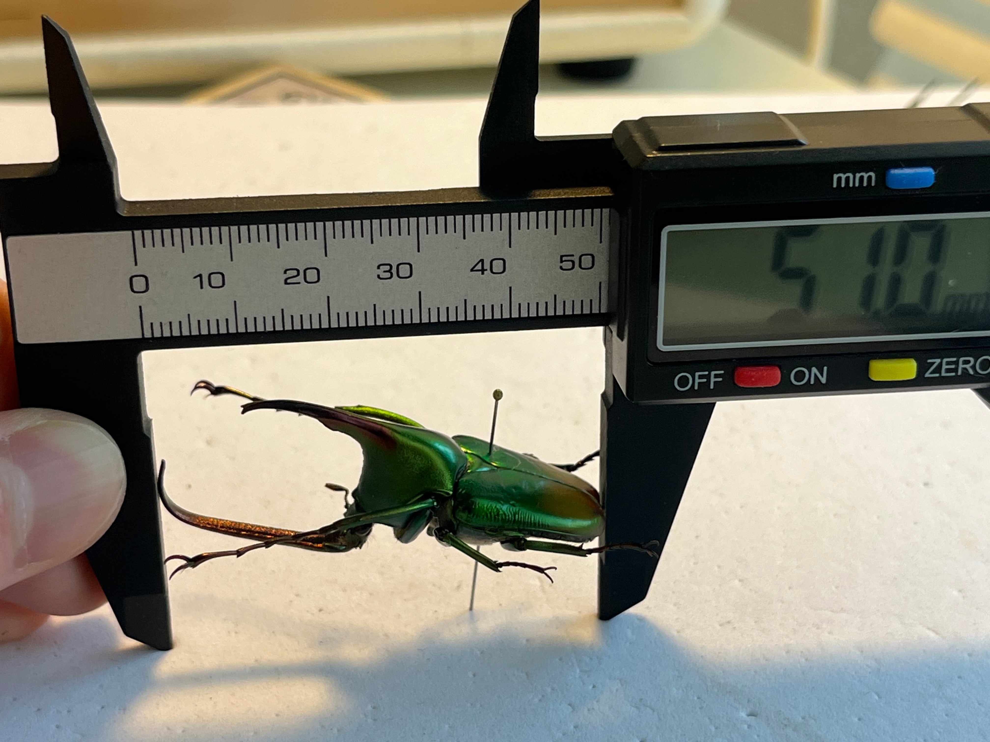 MAX級】カブトハナムグリ コガネムシ プラチナコガネ カナブン