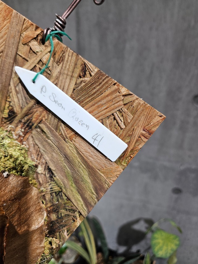 P.Snow  White 【artPLANTs/PLANTS GARAGE】ビカクシダ/Platycerium