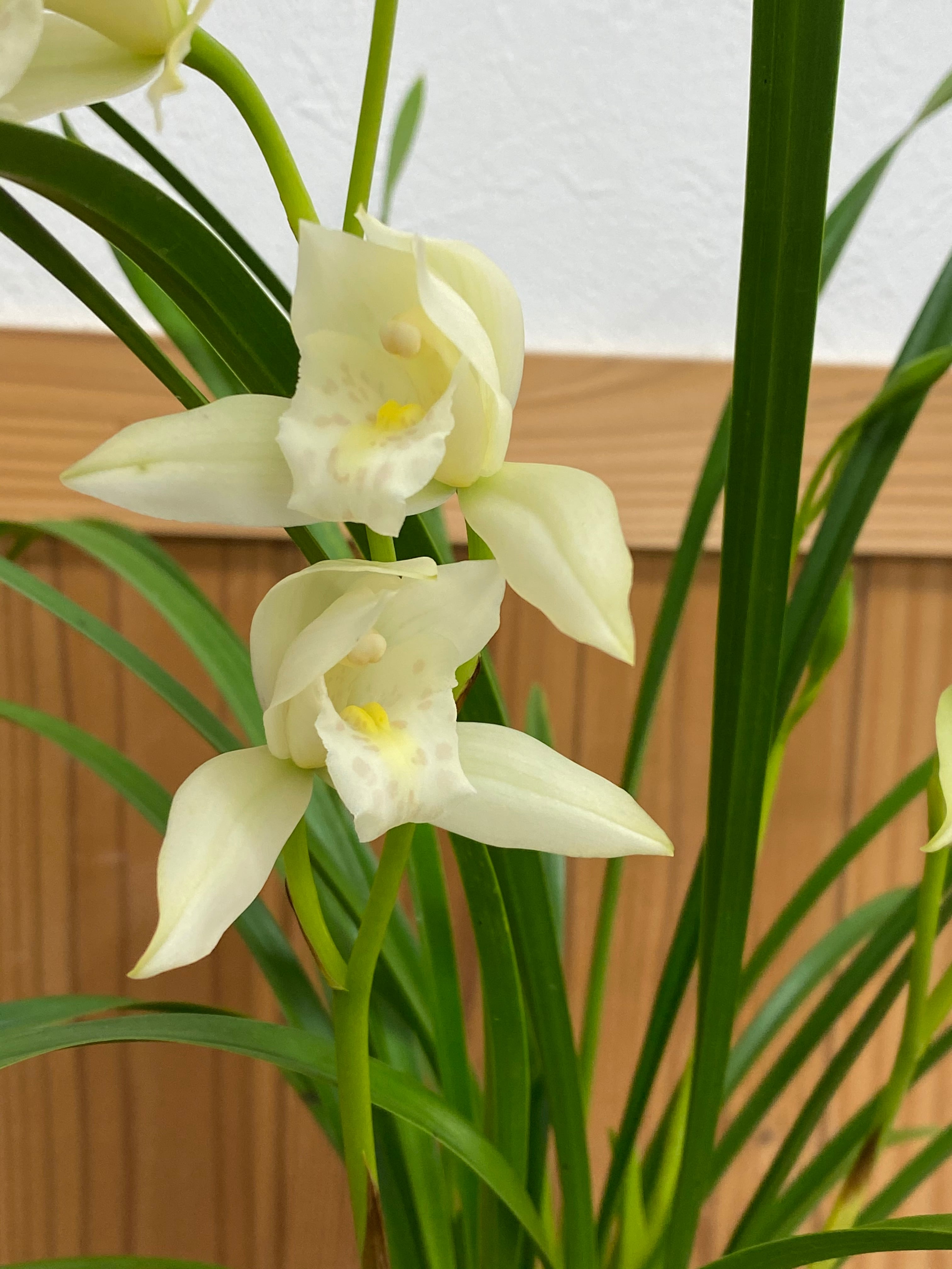 一株限定！貴重な香り洋蘭　神秘的なブラッシャー　苔玉付き 一株限定！貴重な香り洋蘭 神秘的なブラッシャー 苔玉付き