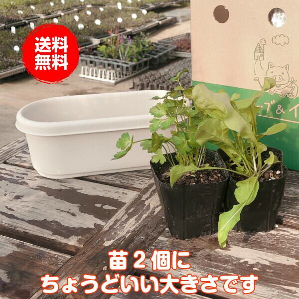 プランター 植木鉢 鉢 おしゃれ（プラ製プランター 白） | ハーブ苗の