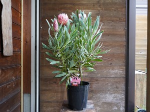 【現物】プロテア　”ポッサムマジック”