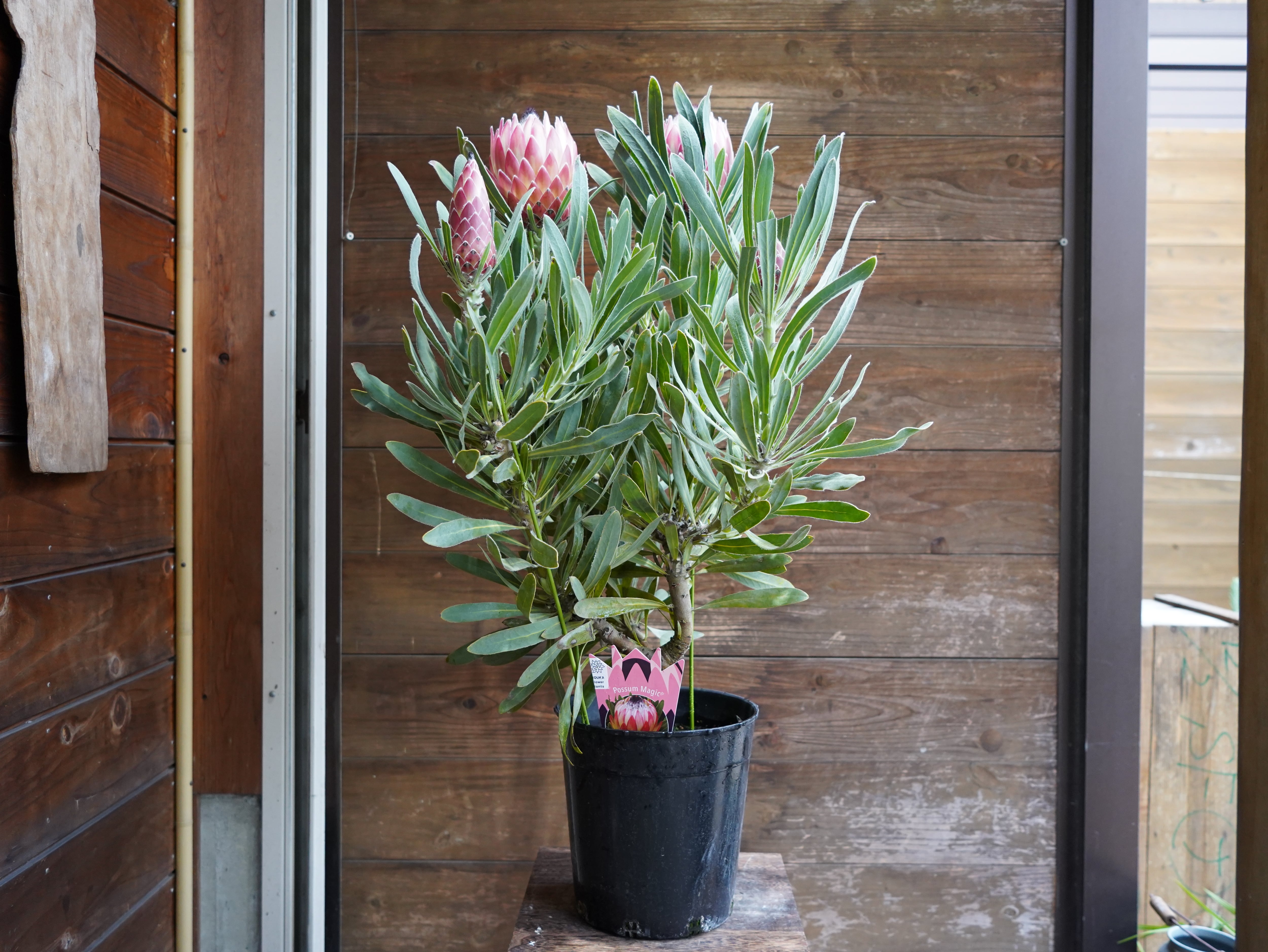 【現物】プロテア　”ポッサムマジック”