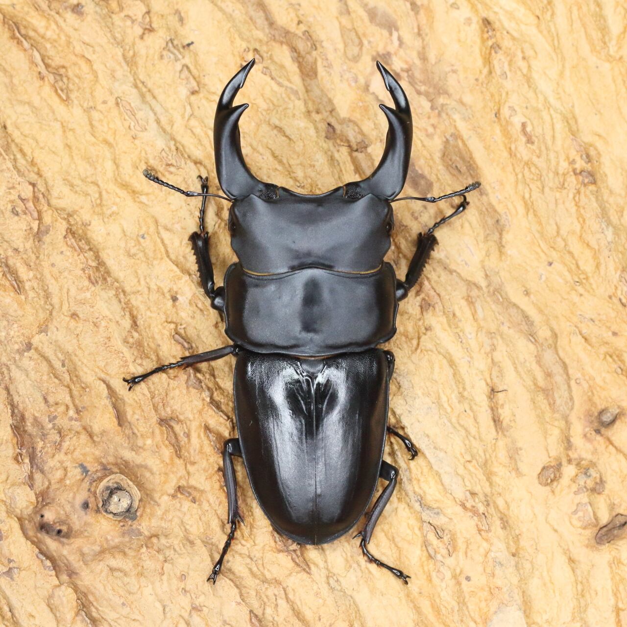 ♂86.2(24H2)・♀55.2(24B1)・♀56.5(24D3)◇オオクワガタ能勢YG血統