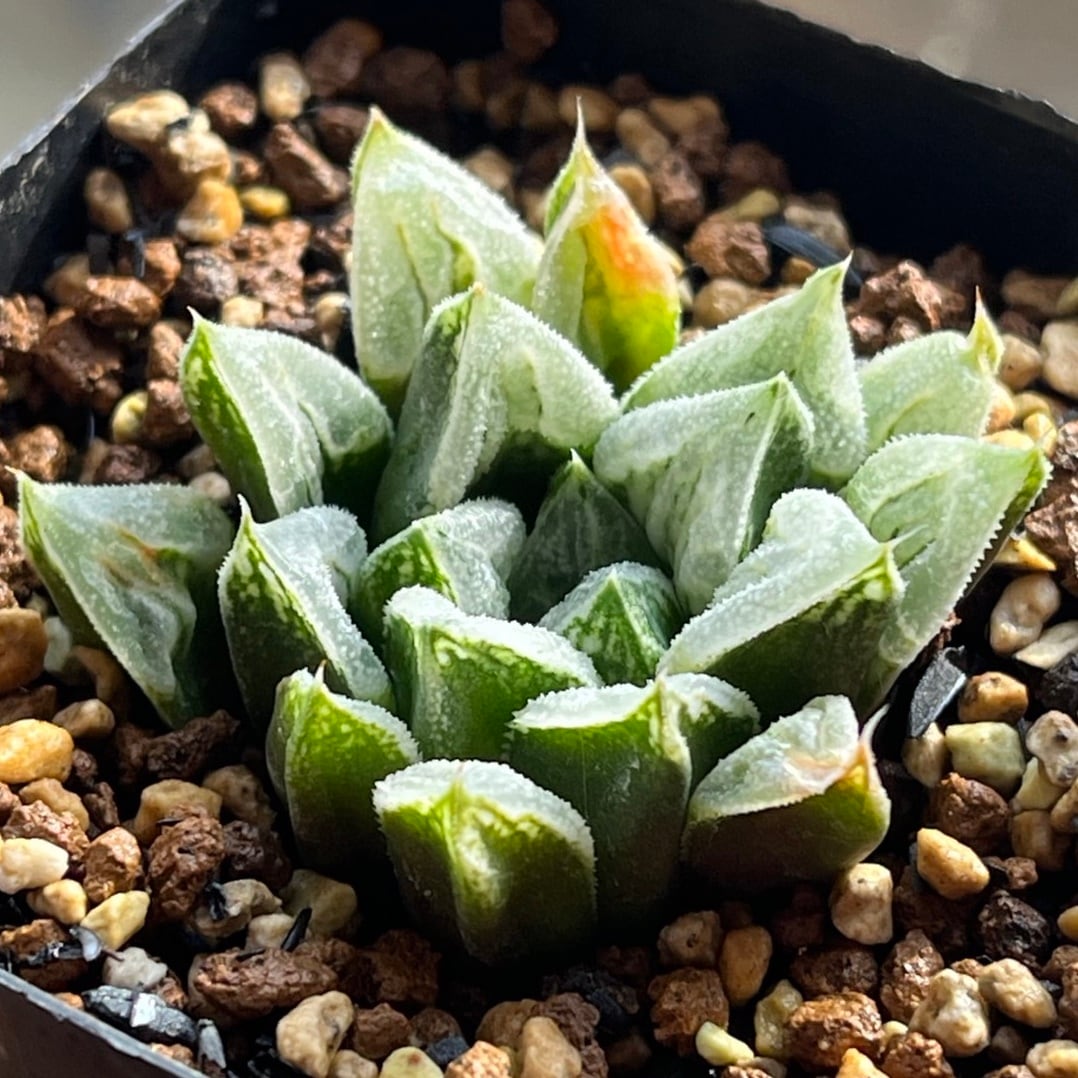 ハオルチア 氷の女王② | mocono_plants