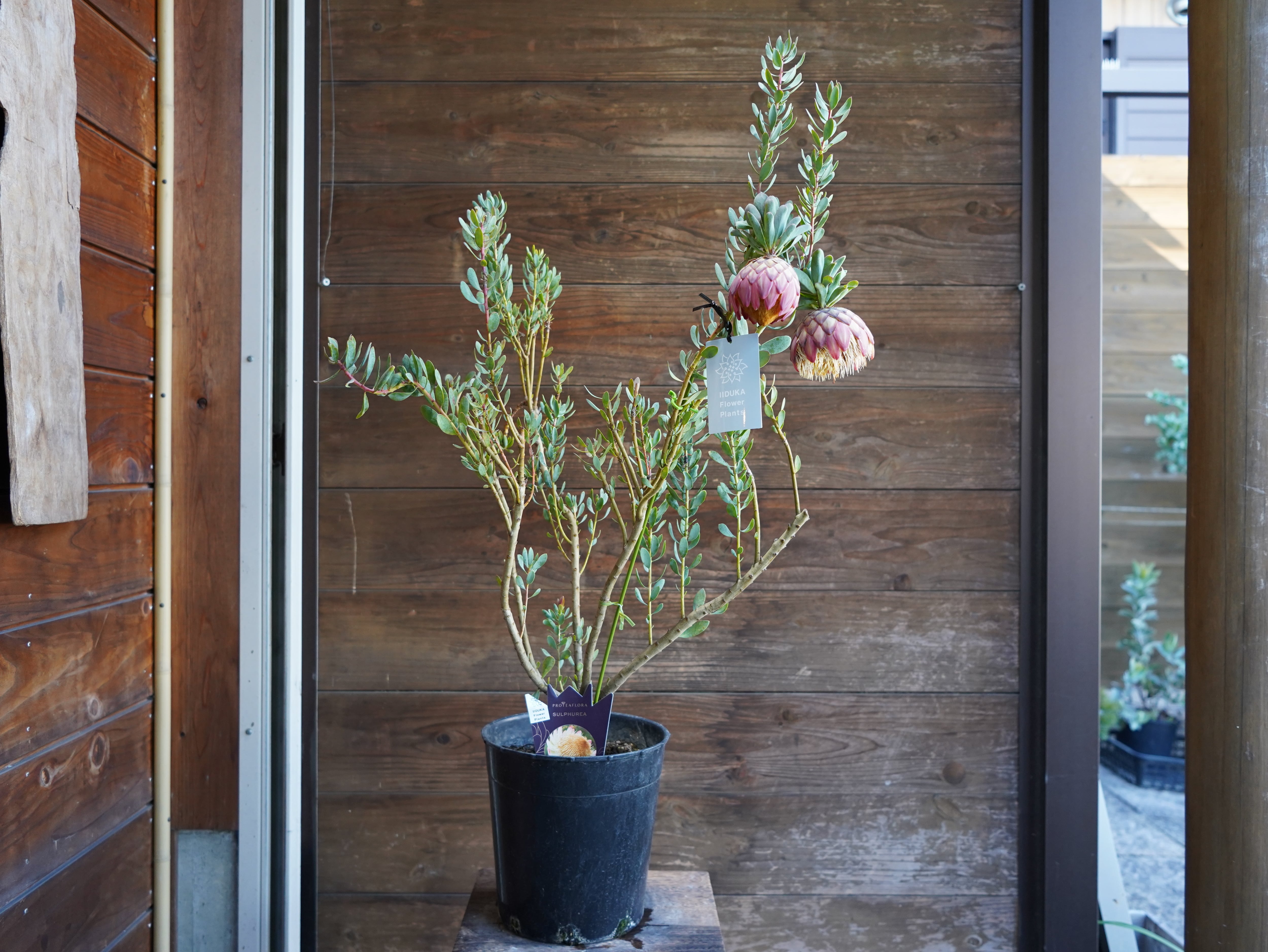 【現物】プロテア　"サルフレア"