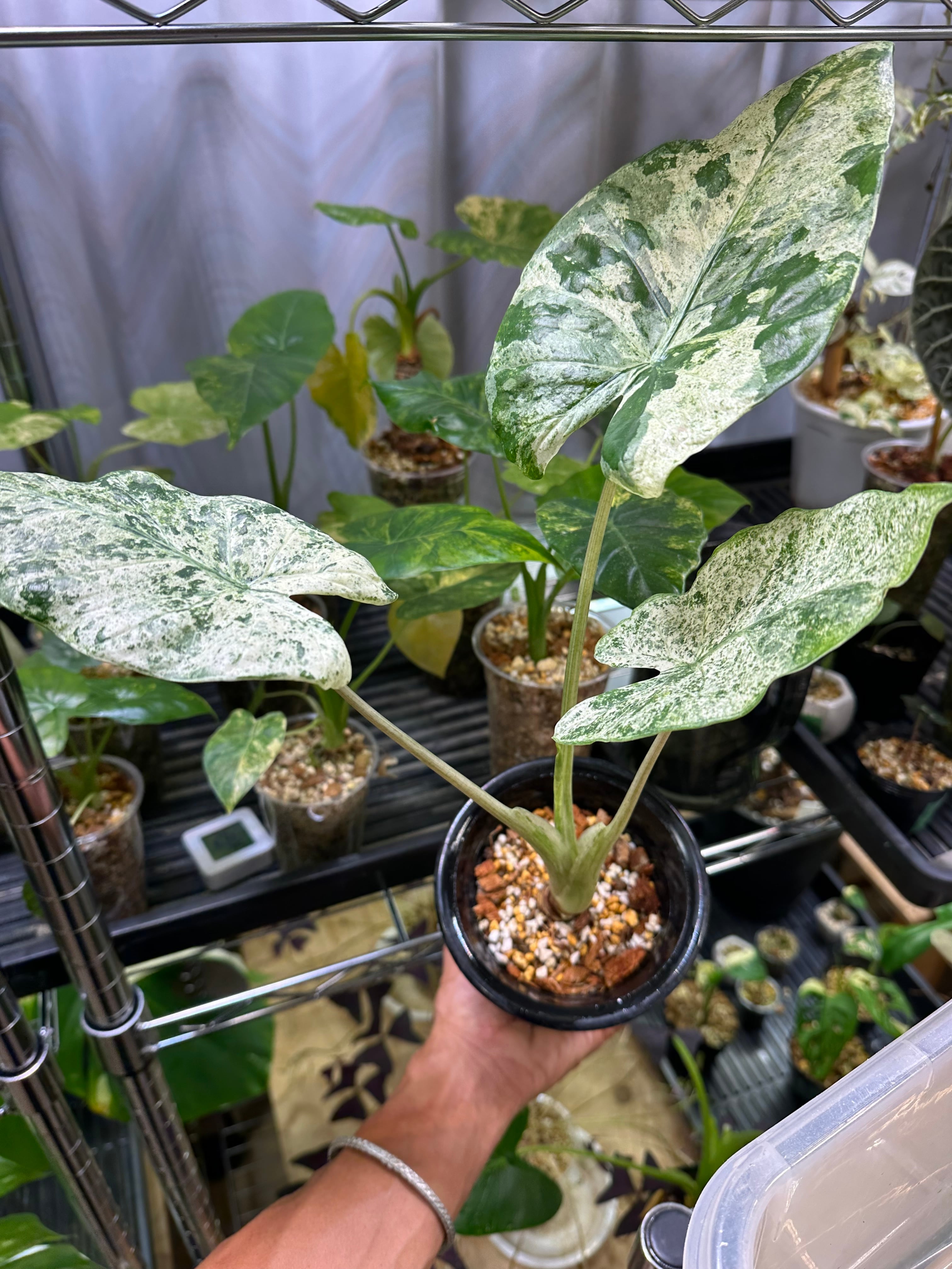 アロカシアヴェノム Alocasia Venom #v003 | トロピカルプランツ