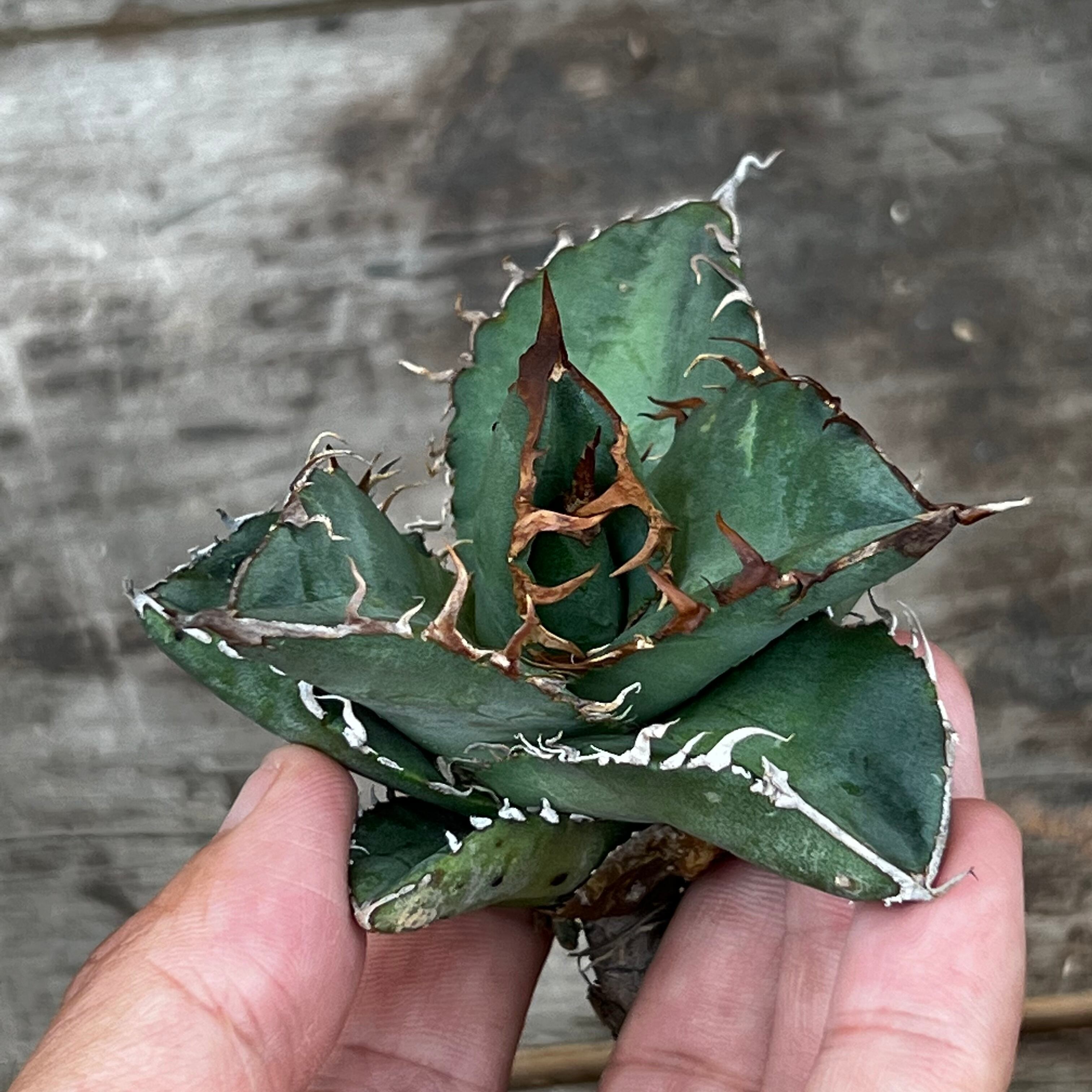 Agave titanota 日冕(コロナ)大 台湾ゴジラ 良かっ アガベ チタノタ 