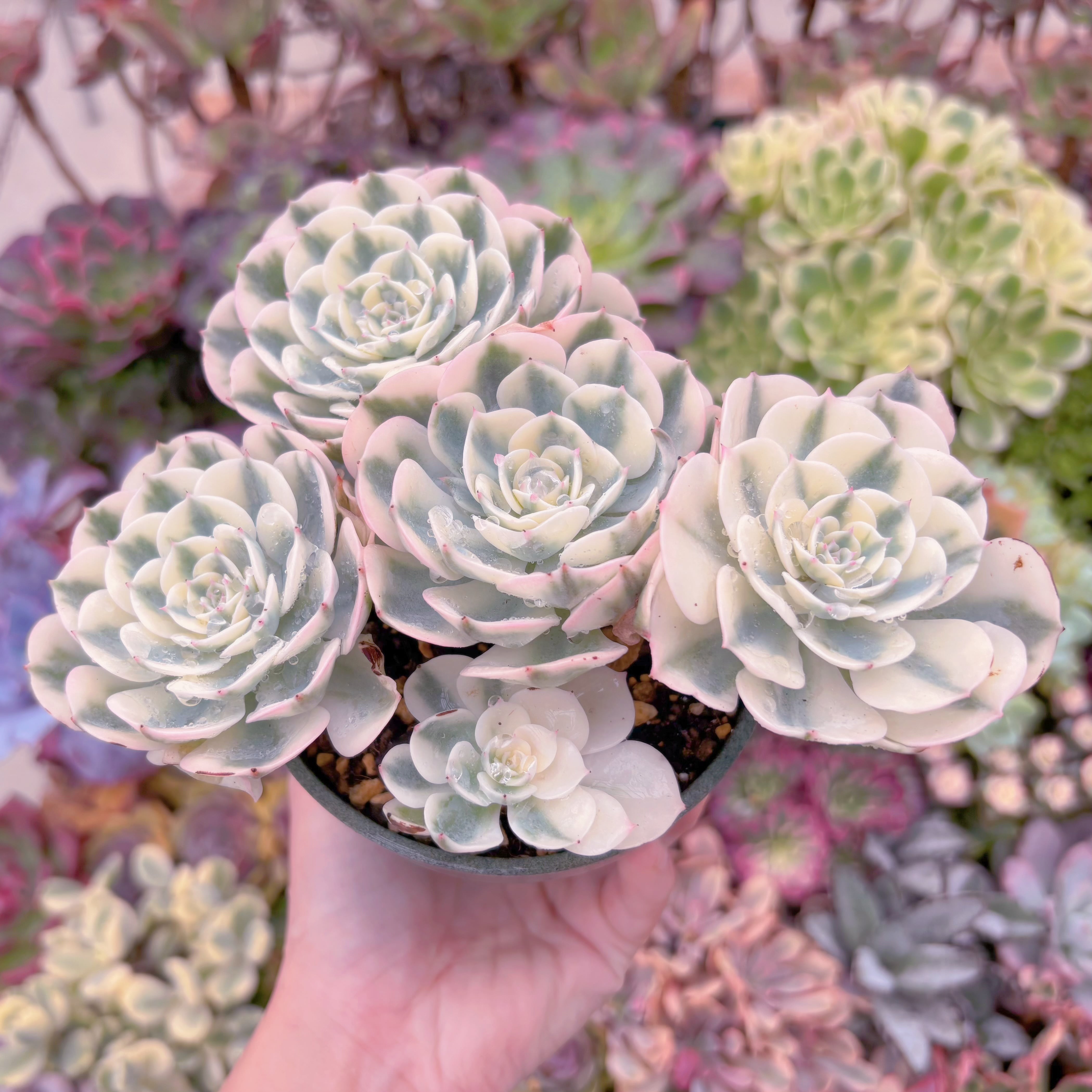 現品 ルノーディーン錦 #005 大群生 新入荷 るる農園 | るる農園~多肉