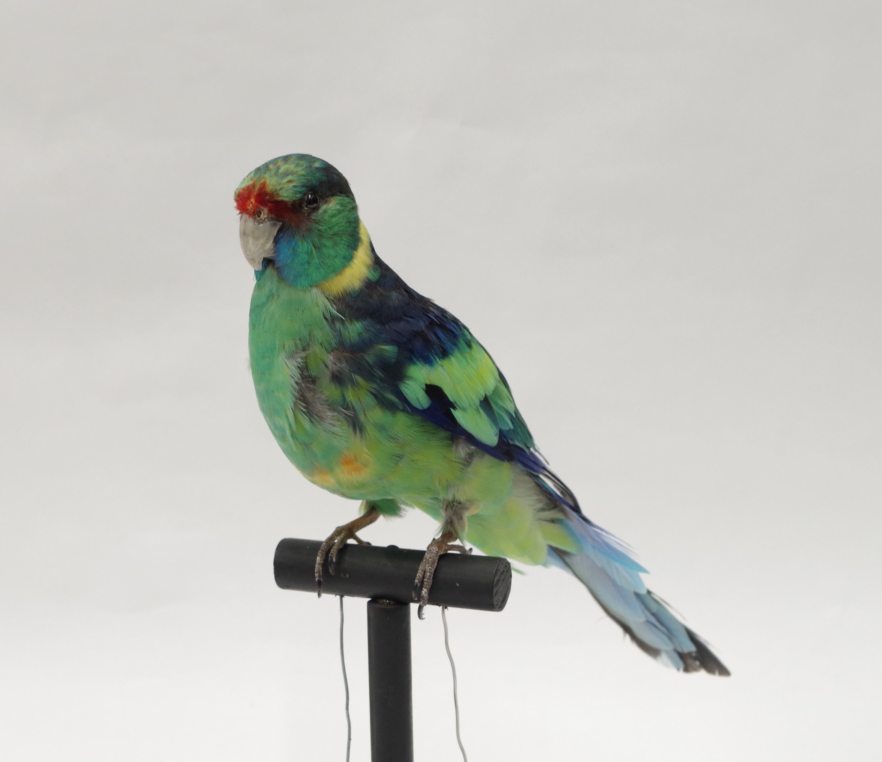 ビセイインコ 剥製 | アトリエ杉本