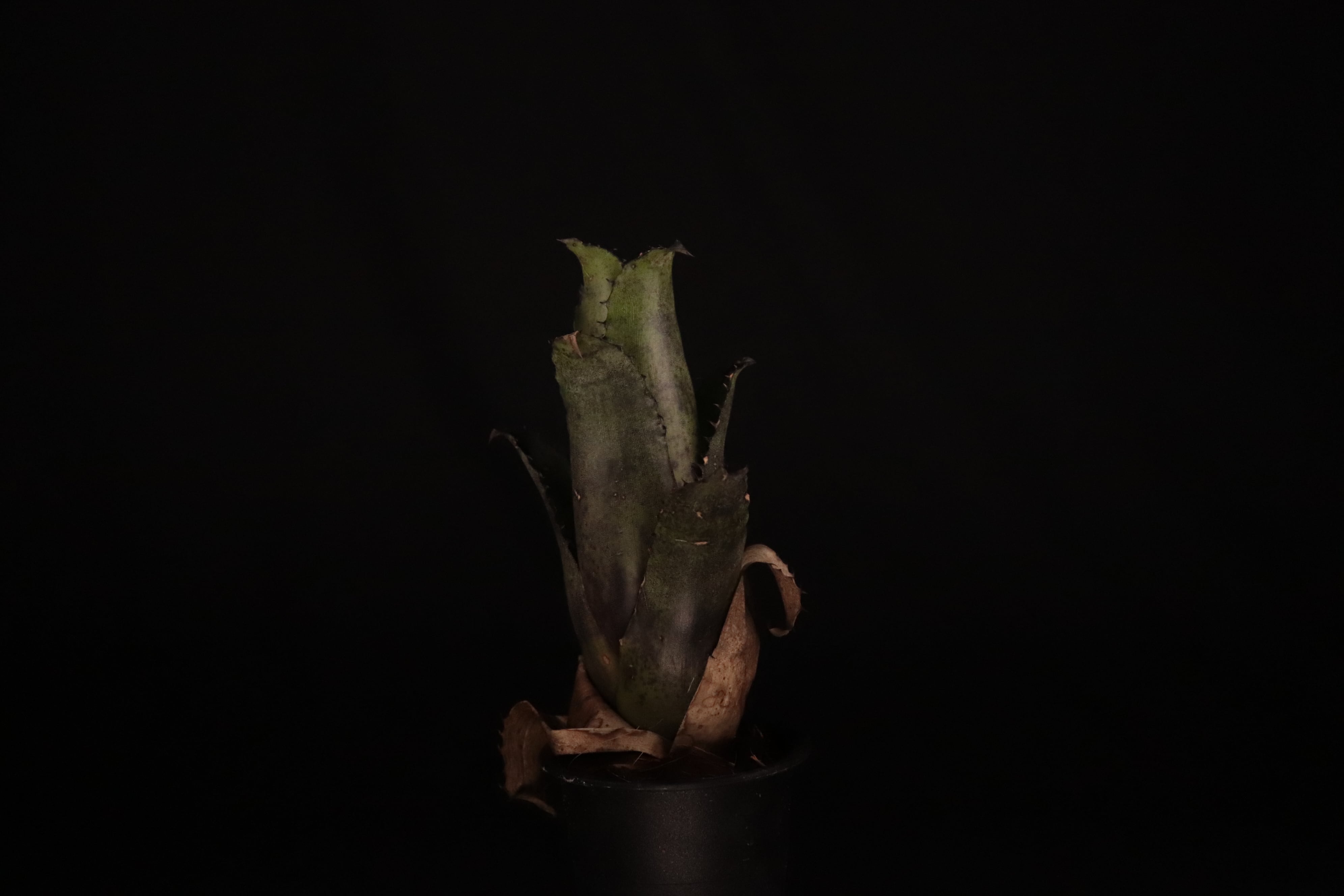 送料無料】Hohenbergia leopoldo-horstii (Special Spine