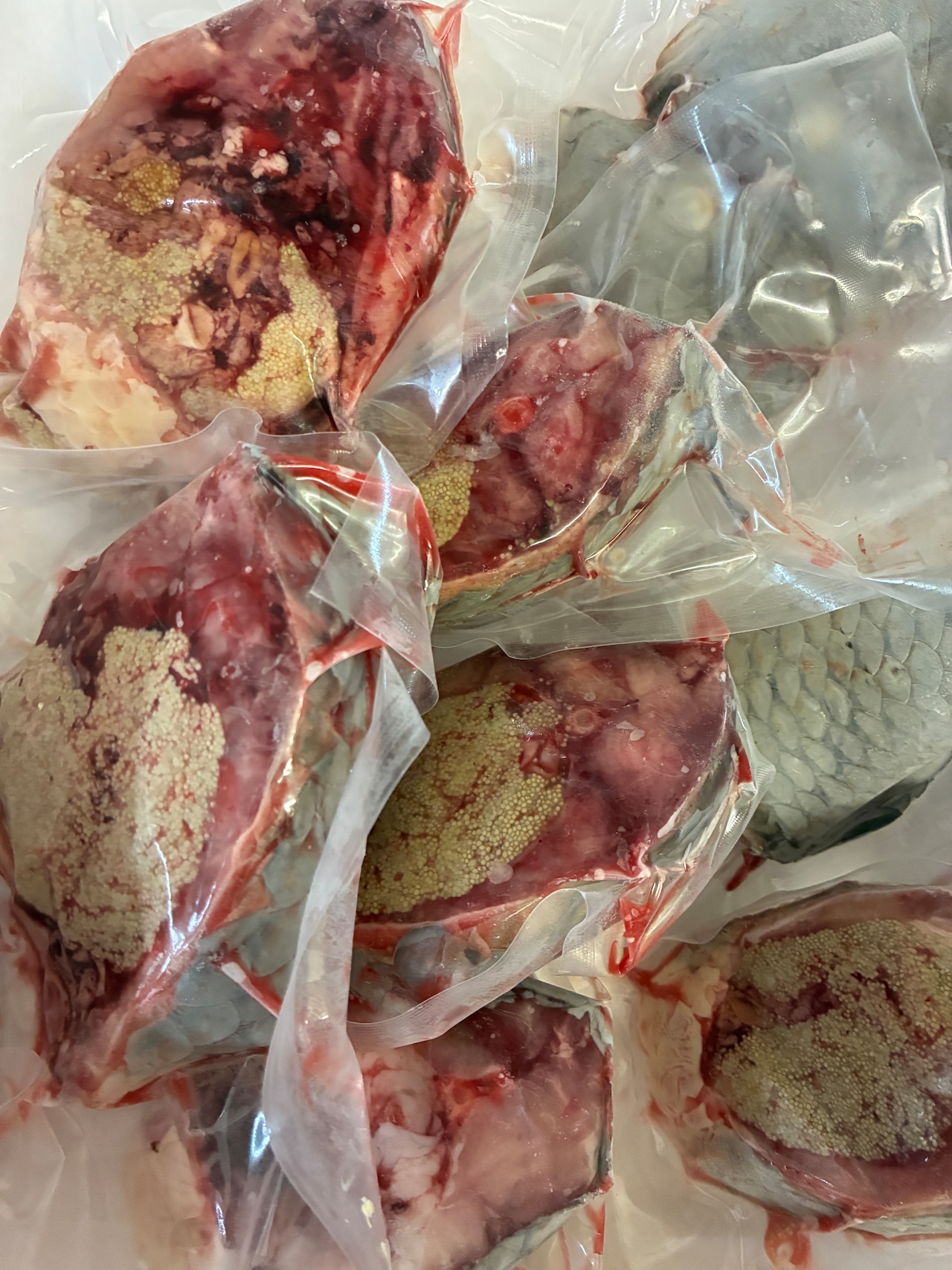 【１点のみ・活魚時1.75kg•定価より800円引き】［冷凍］鯉輪切り　7切り　鱗付き　メス　子持ち