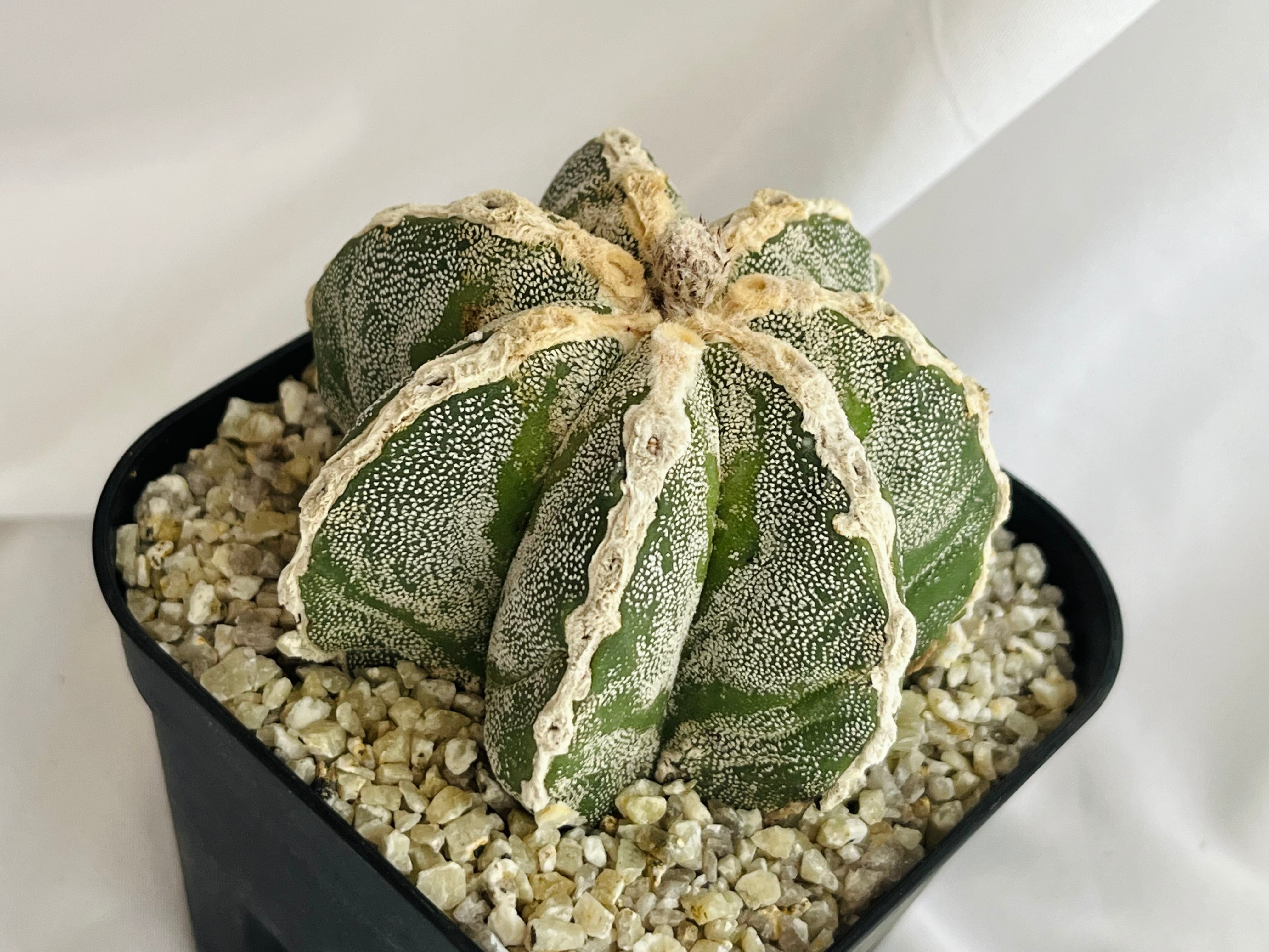 Astrophytum myriostigma アストロフィツム 白条ランポー玉 鸞鳳玉
