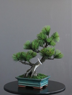 盆栽 松 Pinetree Bonsai #85（鉢変更）