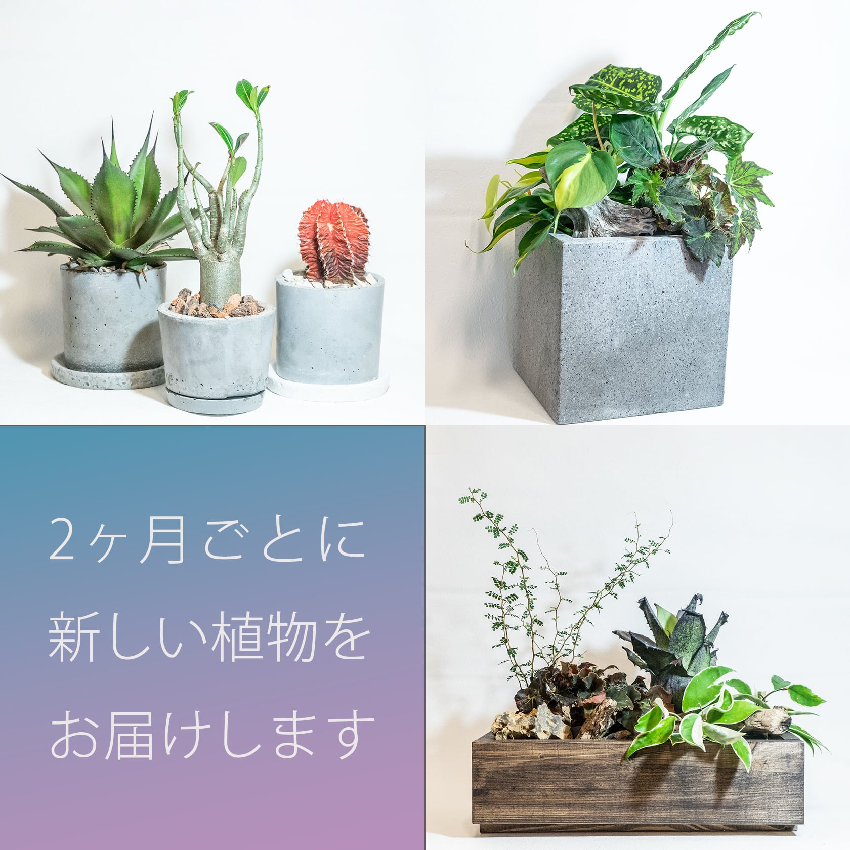 【2ヵ月ごと／3回】■観葉植物の定期便 ■寄せ植えや鉢植えなどさまざま ■レア植物もたまに混ざっています