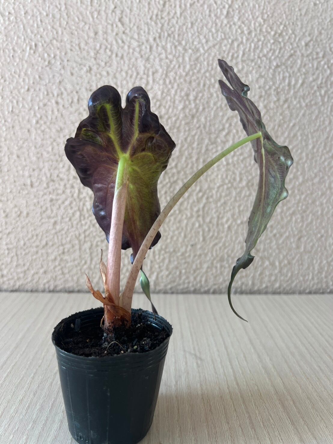 アロカシアヴェノム Alocasia Venom #v002 | トロピカルプランツ