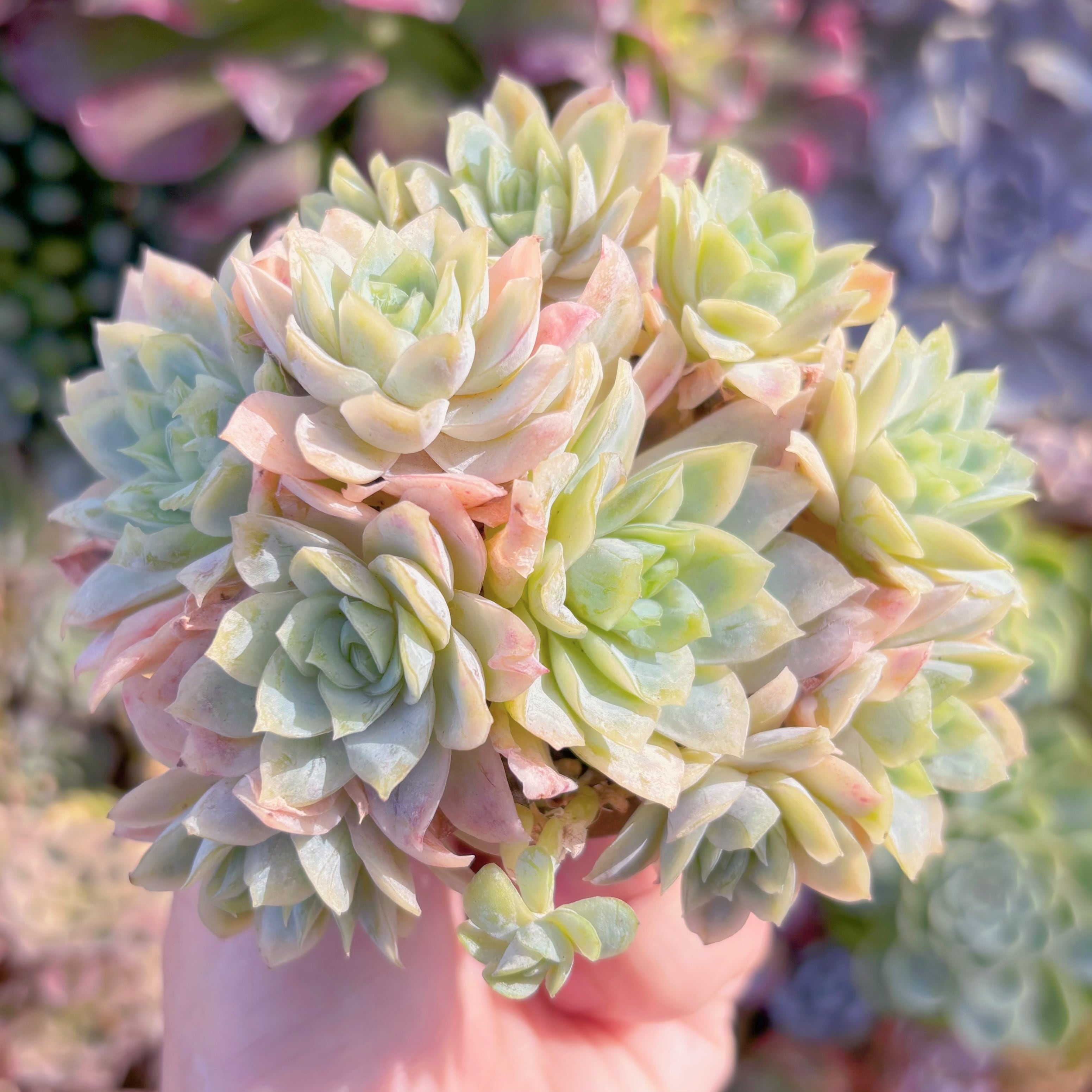 多肉植物　クィーンローズ覆輪錦　群生　新入荷　るる農園