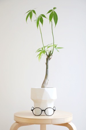 【M】トックリキワタ/Ceiba speciosa