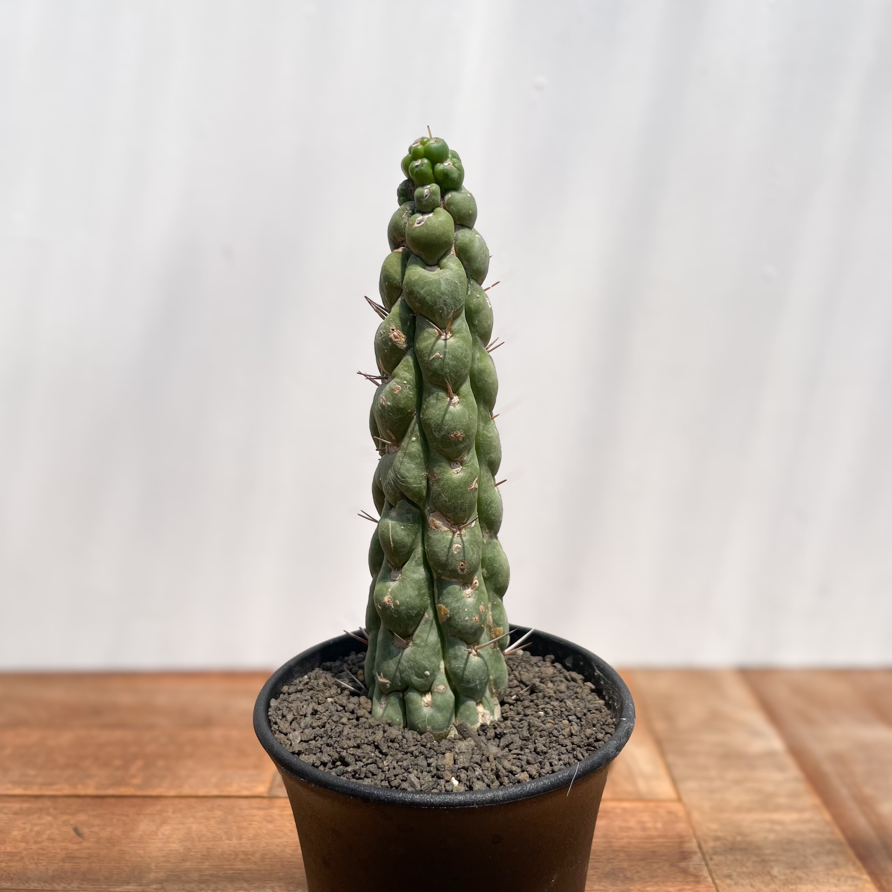 Eulychnia castanea f. spiralis 【ユーリキニア・カスタネア