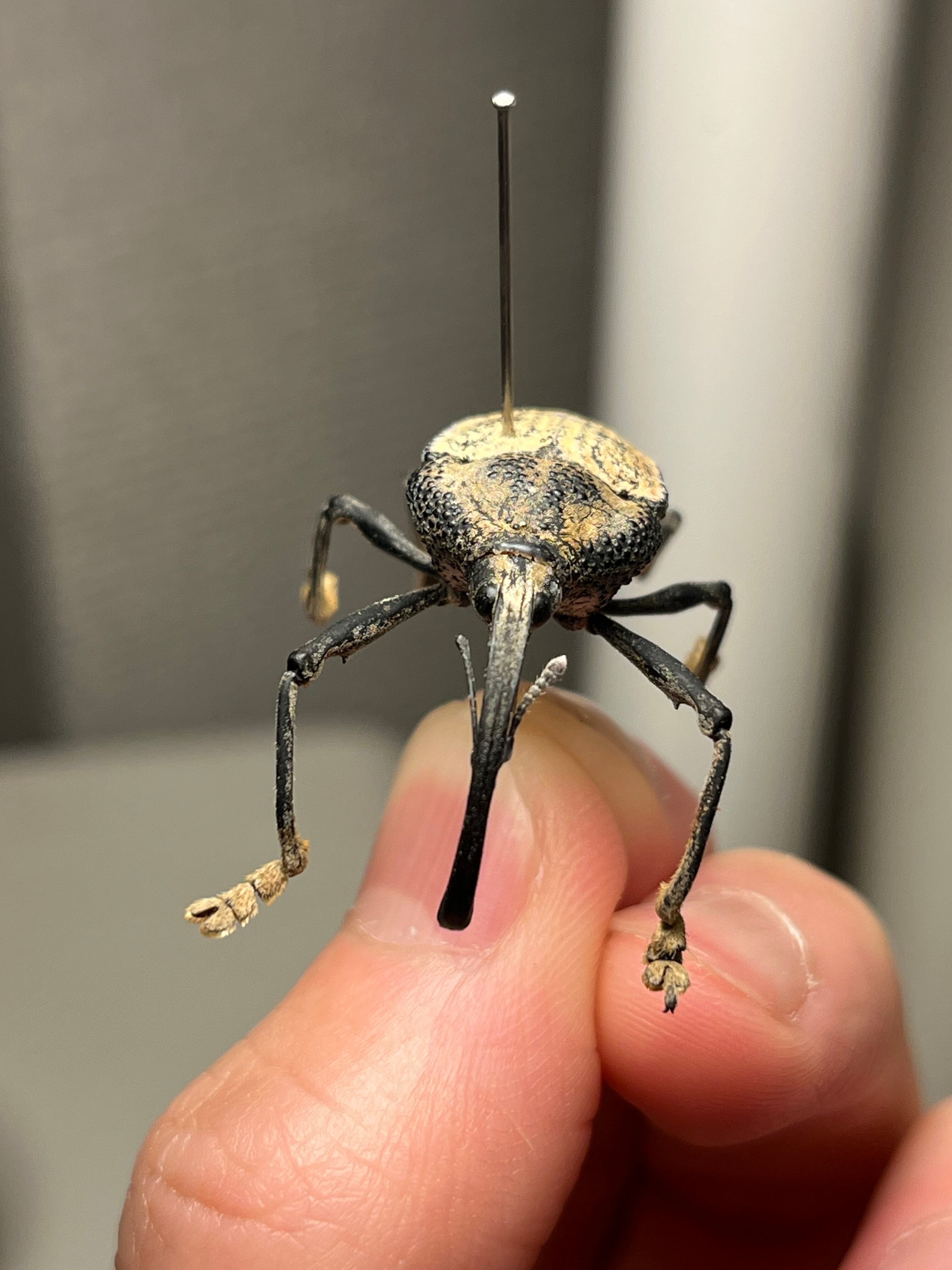 ブラジルのシギゾウムシ 標本カミキリ昆虫ゼリー標本甲虫フンチュウ
