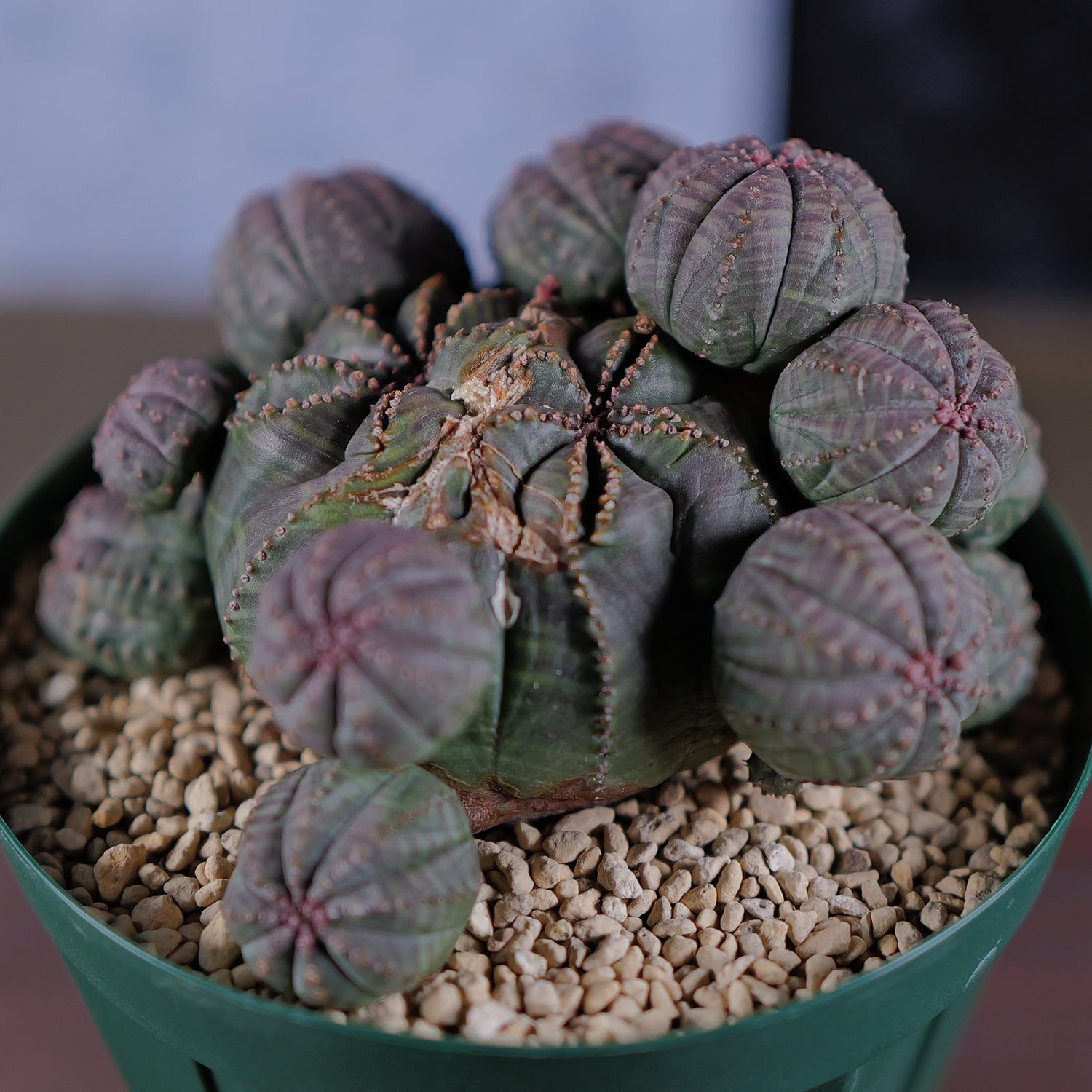 モンスト オベサ (綴化) | LIGHTHOUSE.PLANTS - 海外実生株のオベサ