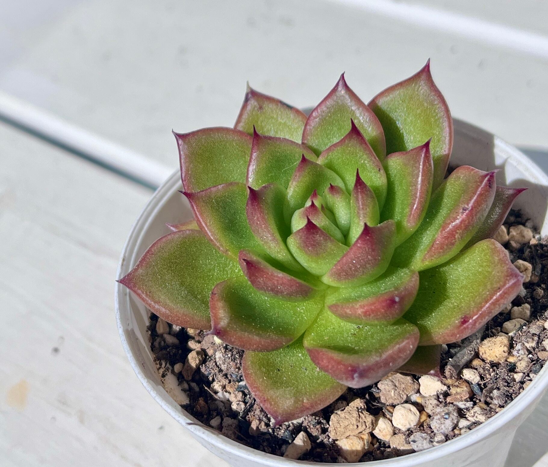コスミックキャンディ | 植物じかん