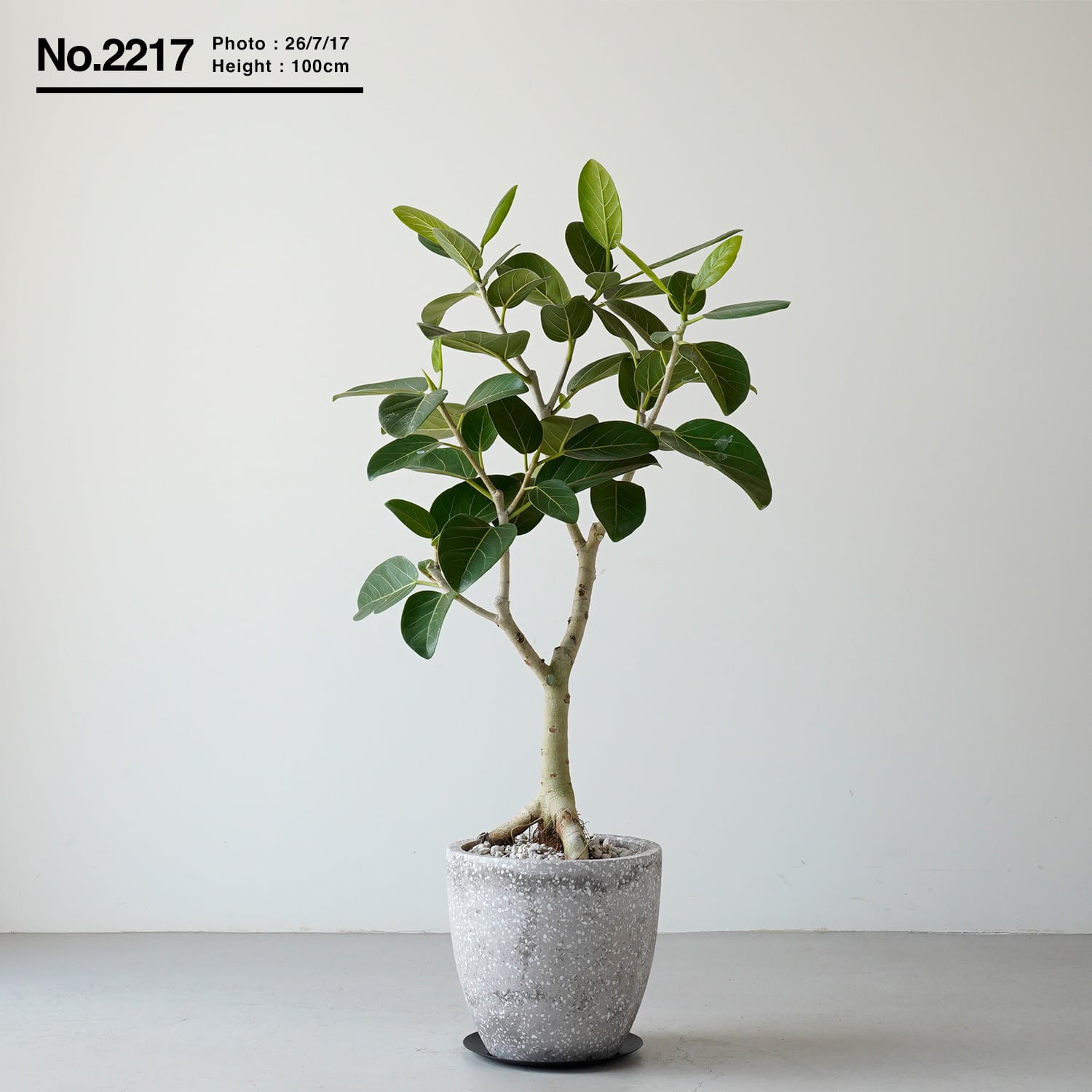 フィカス ベンガレンシス | AYANAS（アヤナス）｜観葉植物のセレクト