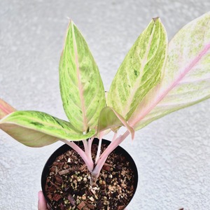 《Aglaonema Prakai Thong》アグラオネマ・プラカイトーン観葉植物 /ポット発送