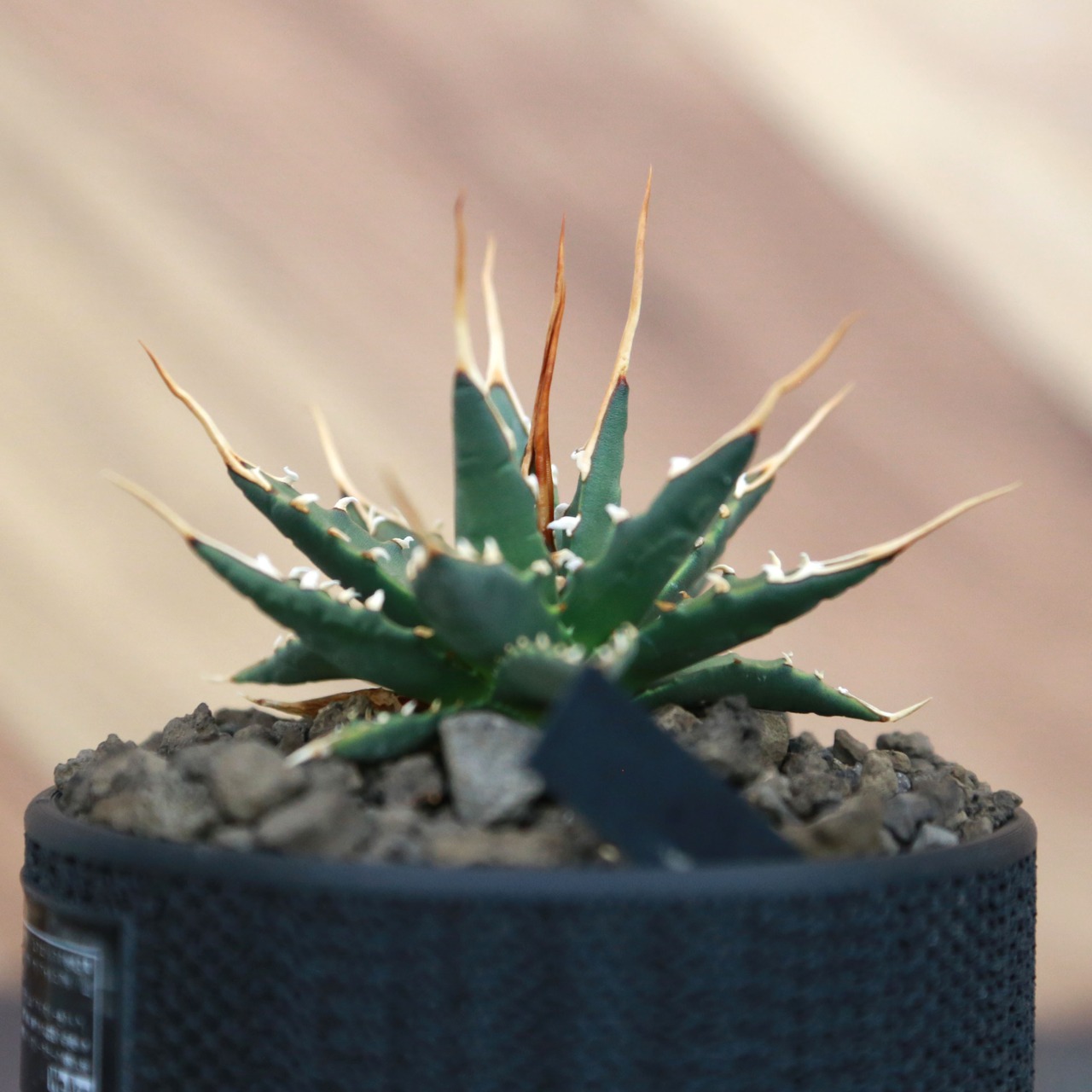 Agave utahensis eborispina アガベ エボリスピナ（実生3年） / 中株(3.5号鉢)/Lot.002