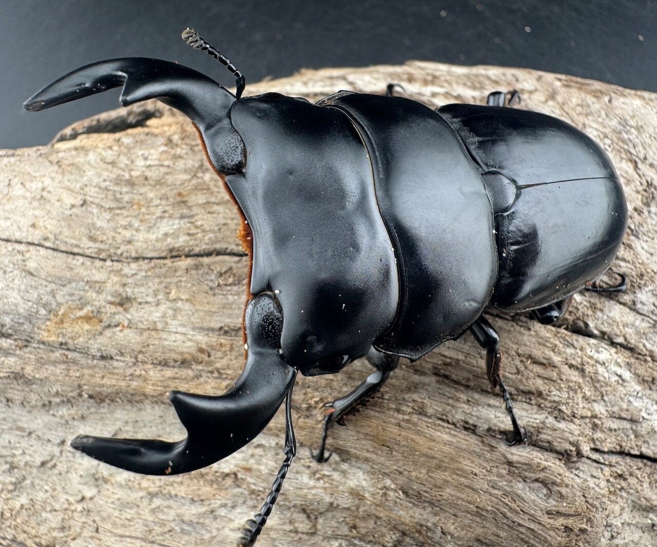 【黒ドル箱】X'mas HAPPY BOX(お得箱) 29,800