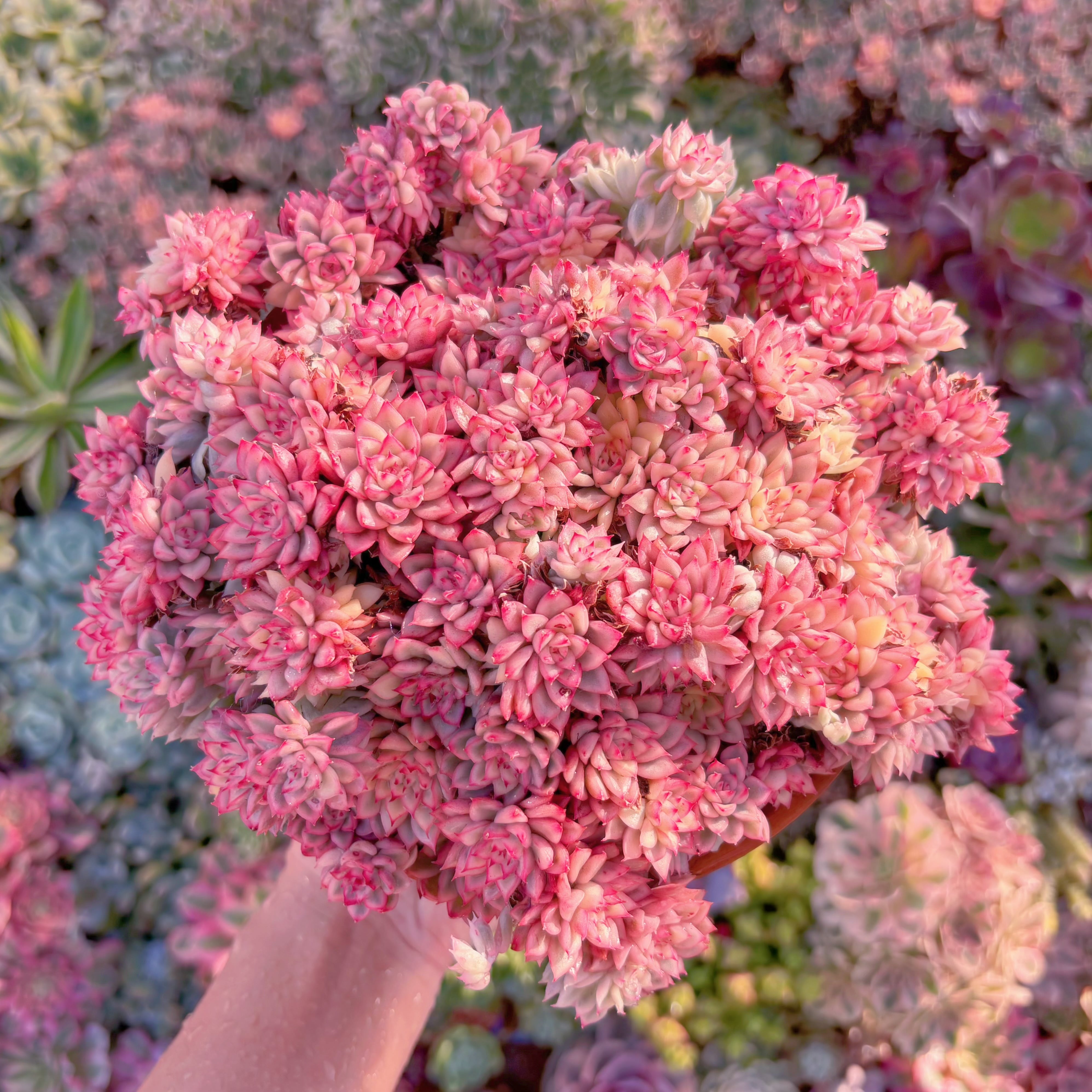 現品　女雛錦#653　特大群生　新入荷　るる農園