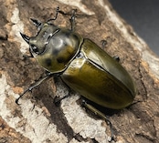 《ババオウゴンオニクワガタ 74.6mm ペア》