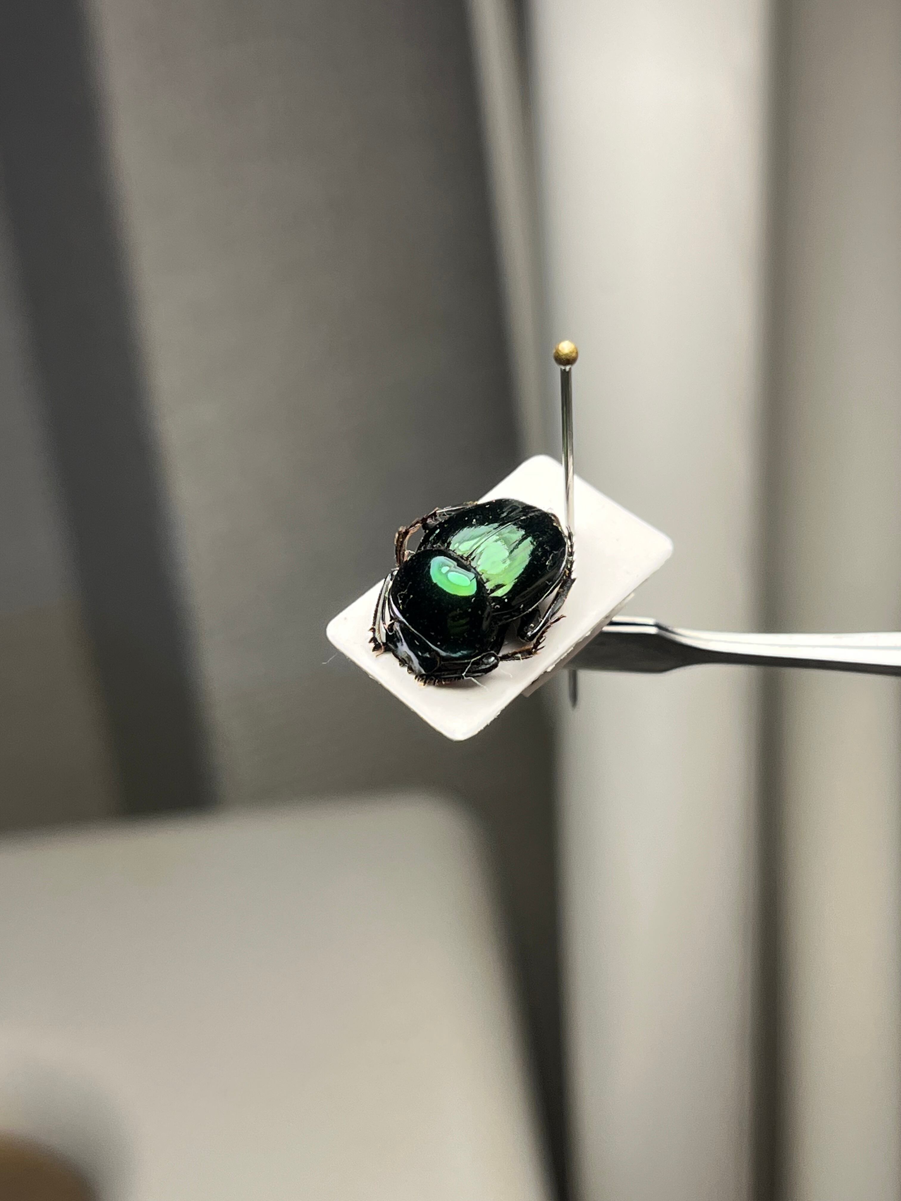 26mm♂】ミドリツヤダイコクコガネ フンチュウ糞虫昆虫標本甲虫