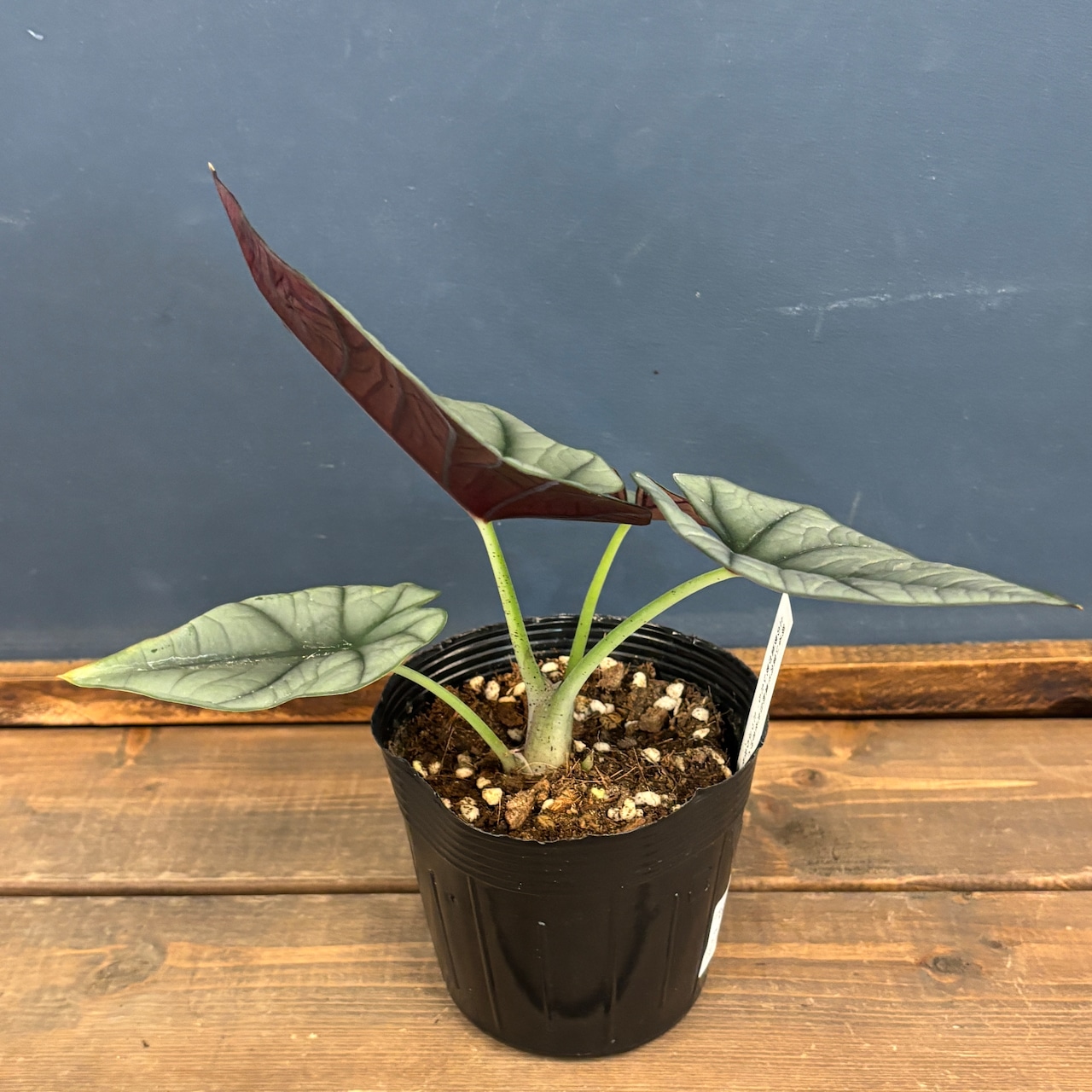 アロカシア エレーン【91】