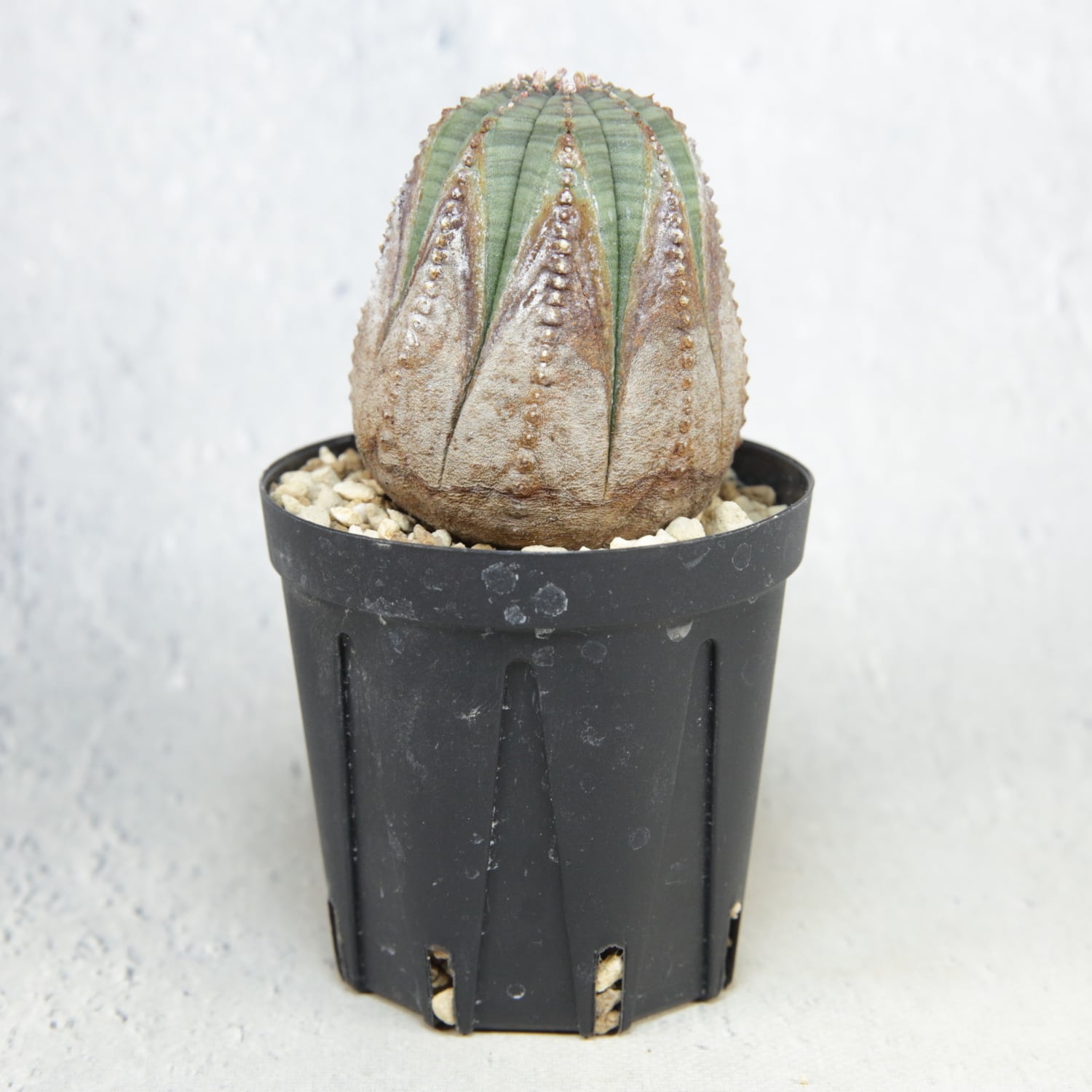 美模様 木質化 マイクロオベサ / ユーフォルビア | LIGHTHOUSE.PLANTS