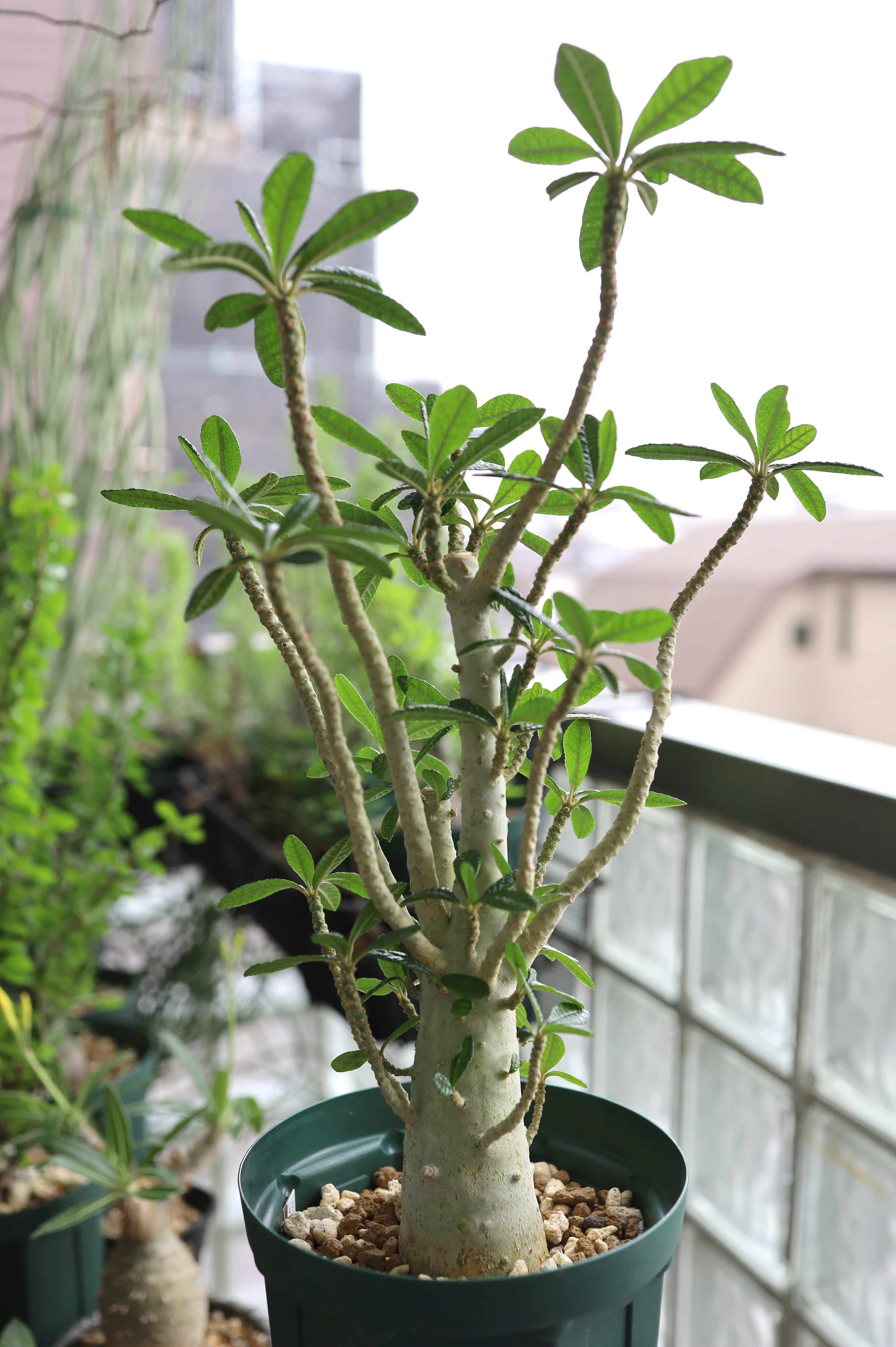 2026.05019_ドルステニア ギガス | Dorstenia gigas