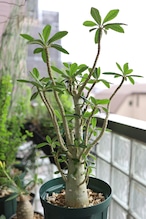 2026.05019_ドルステニア ギガス | Dorstenia gigas