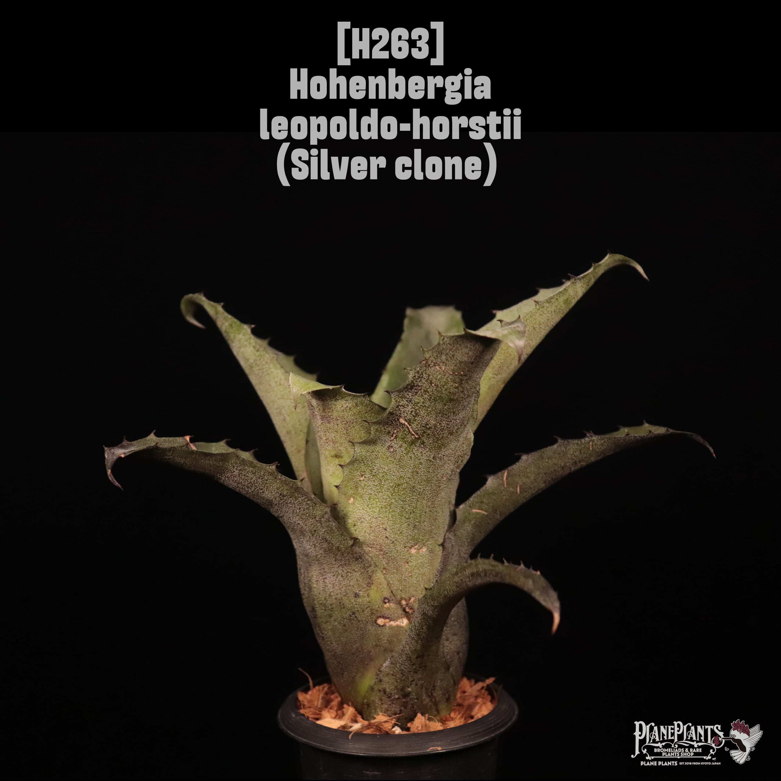 Hohenbergia | plane plants