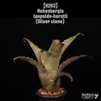 Hohenbergia leopoldo-horstii (Silver clone)〔ホヘンベルギア〕H263