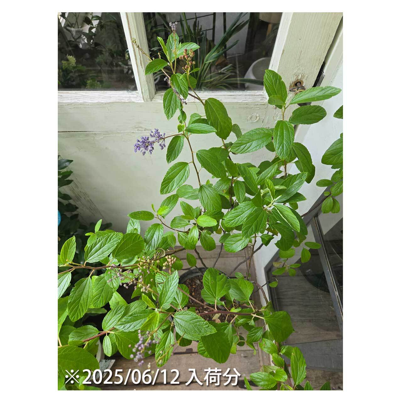89056c1d695291b0be4f009bdc55ae