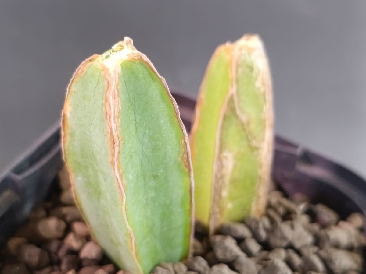 2026/4発根管理中) Monadenium magnificum モナデニウム マグニフィカ