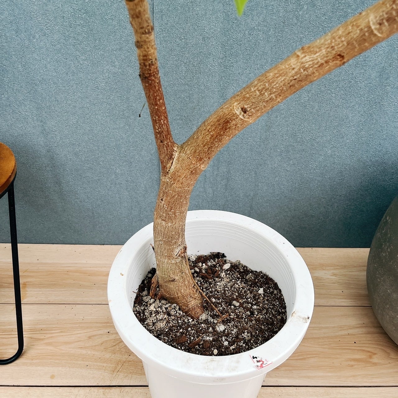 現品］23番 フィカス アルテシマ 8号 観葉植物 室内 大型 特大 ゴムの
