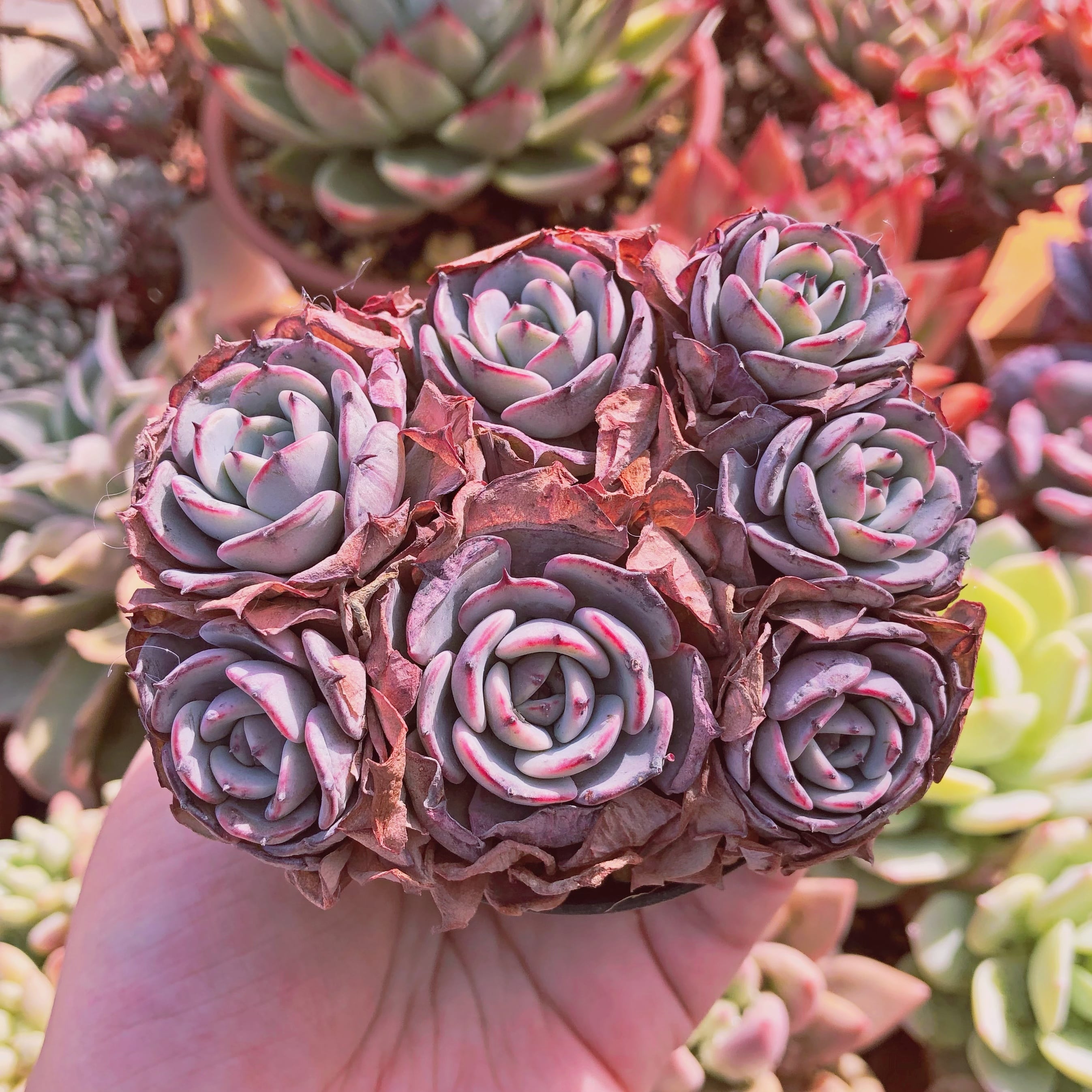 多肉植物　ラウルンシス  　5～7頭　大群生